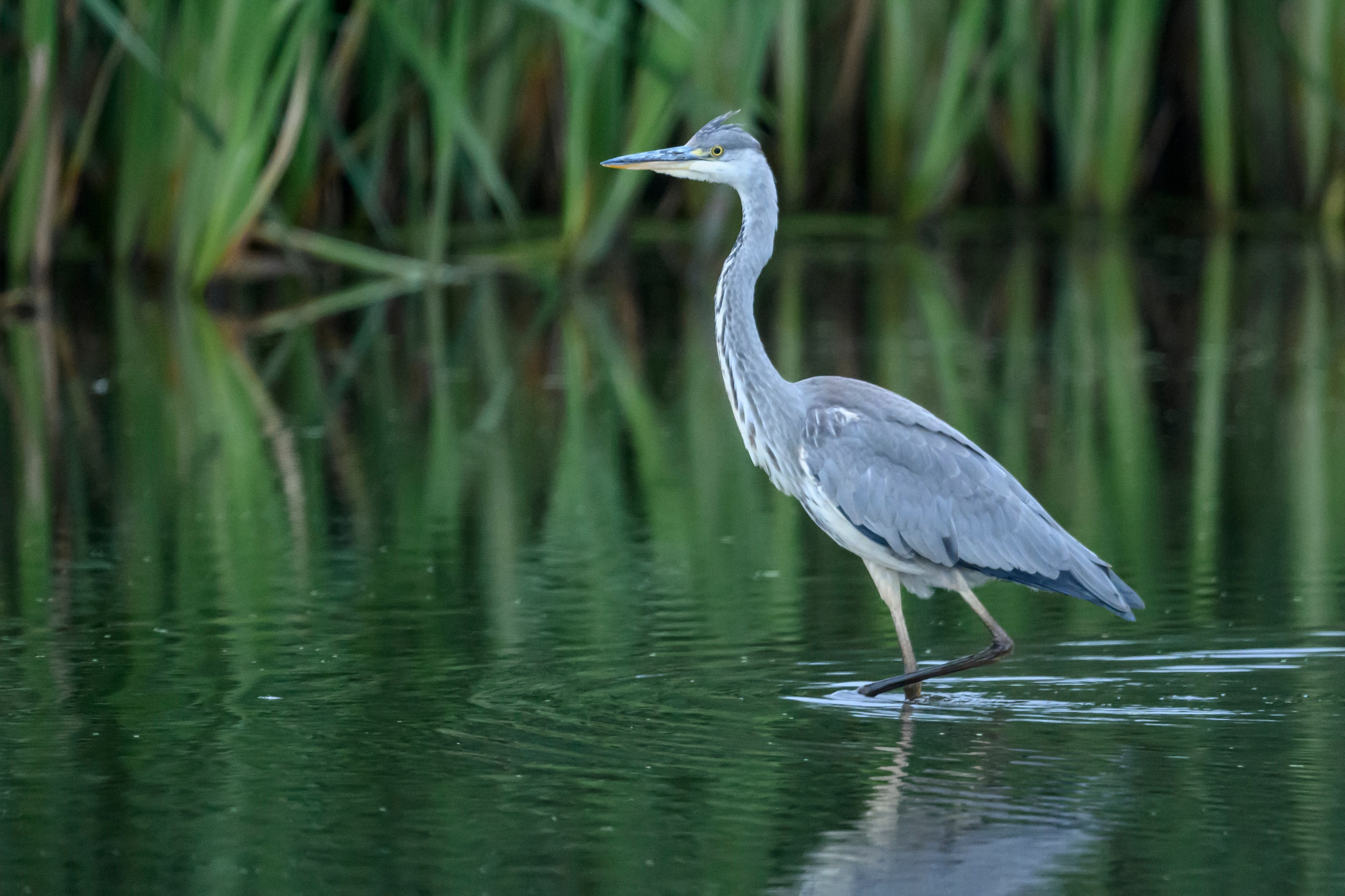 Турухтаны, цапля и коростель. Wildlife photography by Sergey Puponin