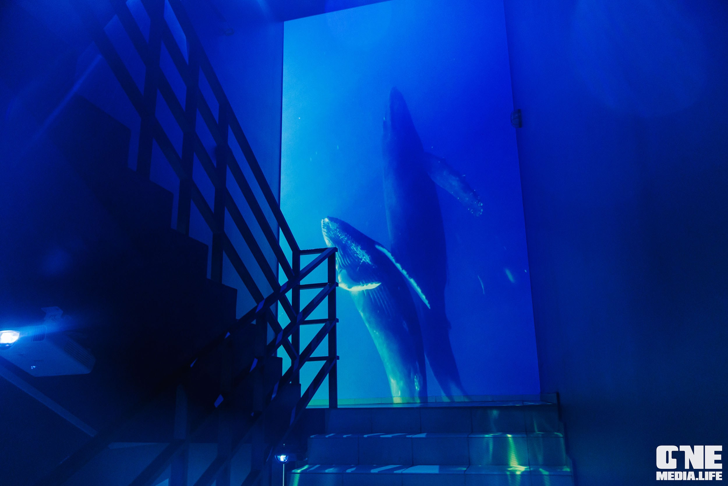 Фоторепортаж из ресторана Океан. One Media Life: фоторепортажи, фотоотчеты с мероприятий и заведений