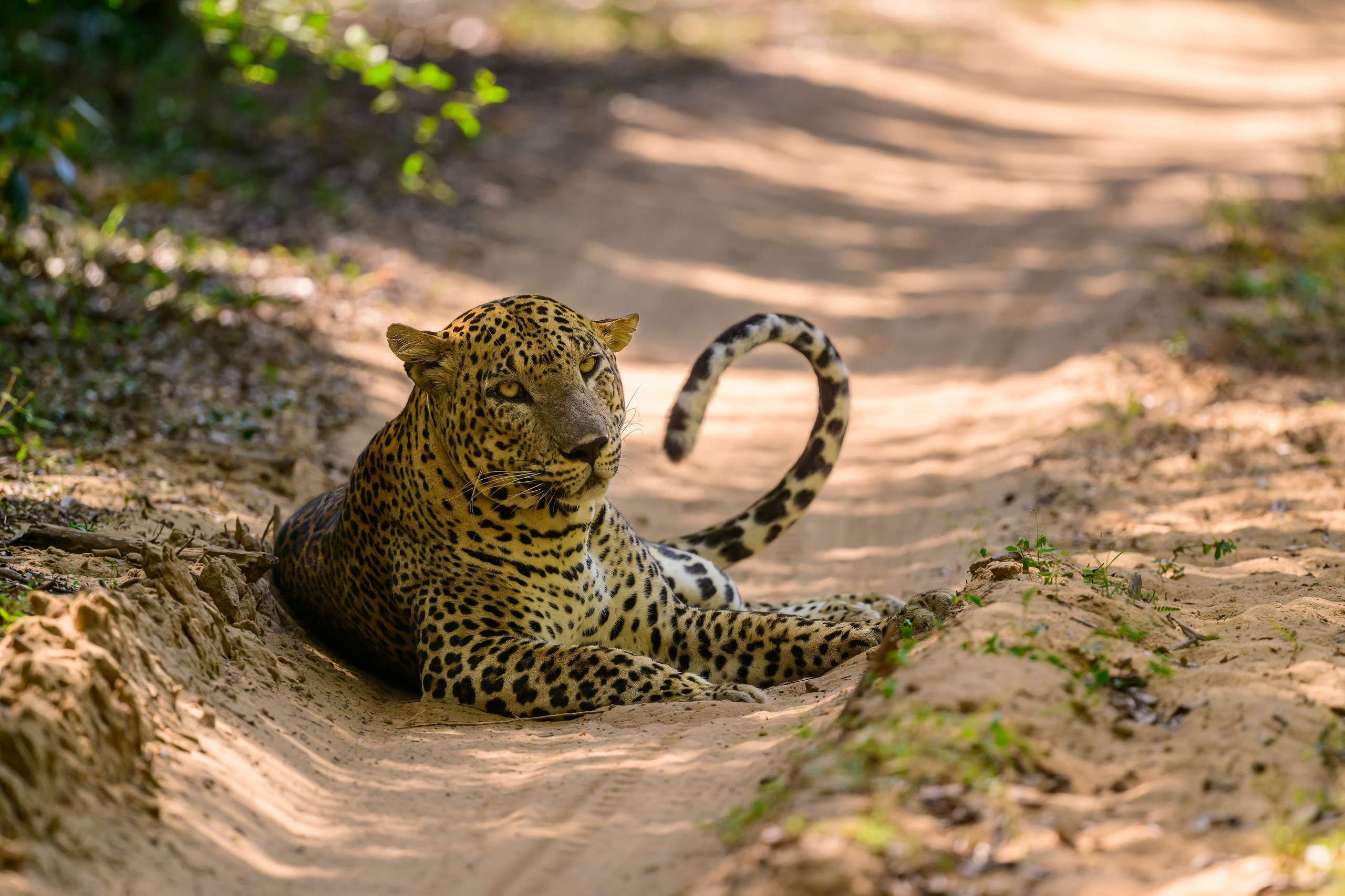 Большие кошки | Big cats. Фотограф Сергей Пупонин