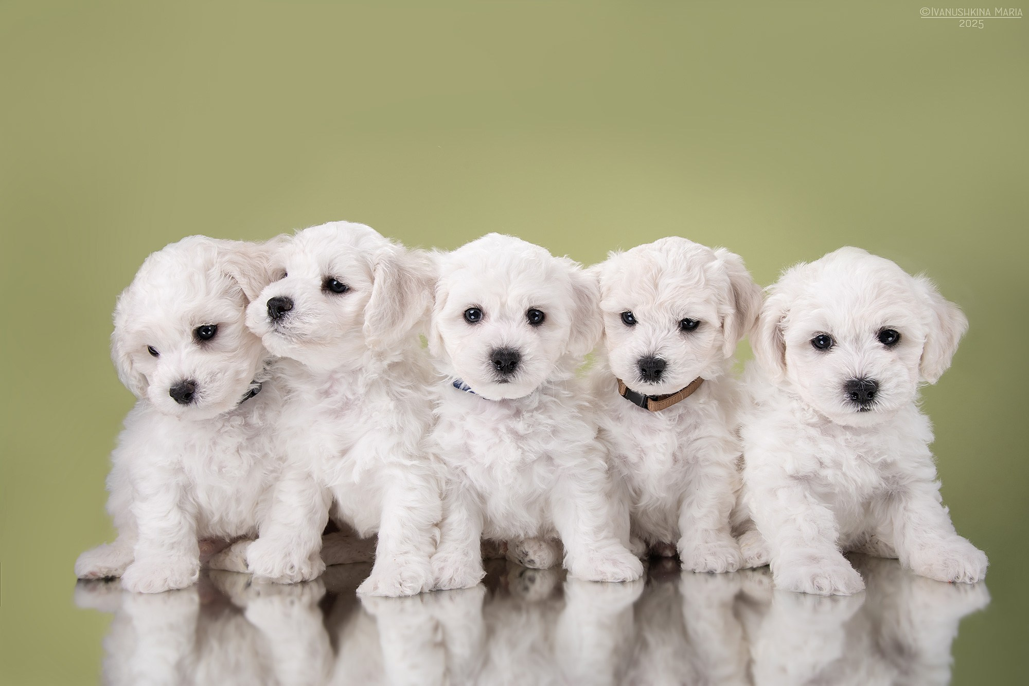 щенки мальтезе