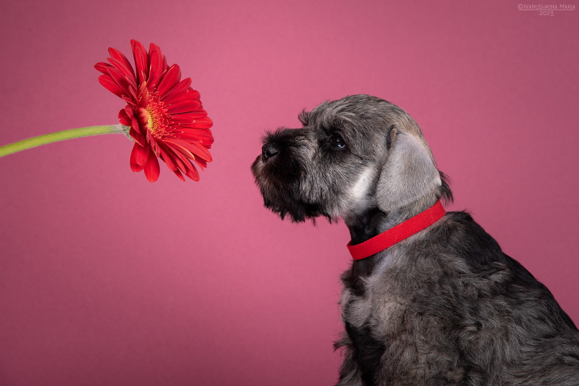 Фотосессия щенков на фонах. Фотограф собак в Москве и Московской области Иванушкина Мария