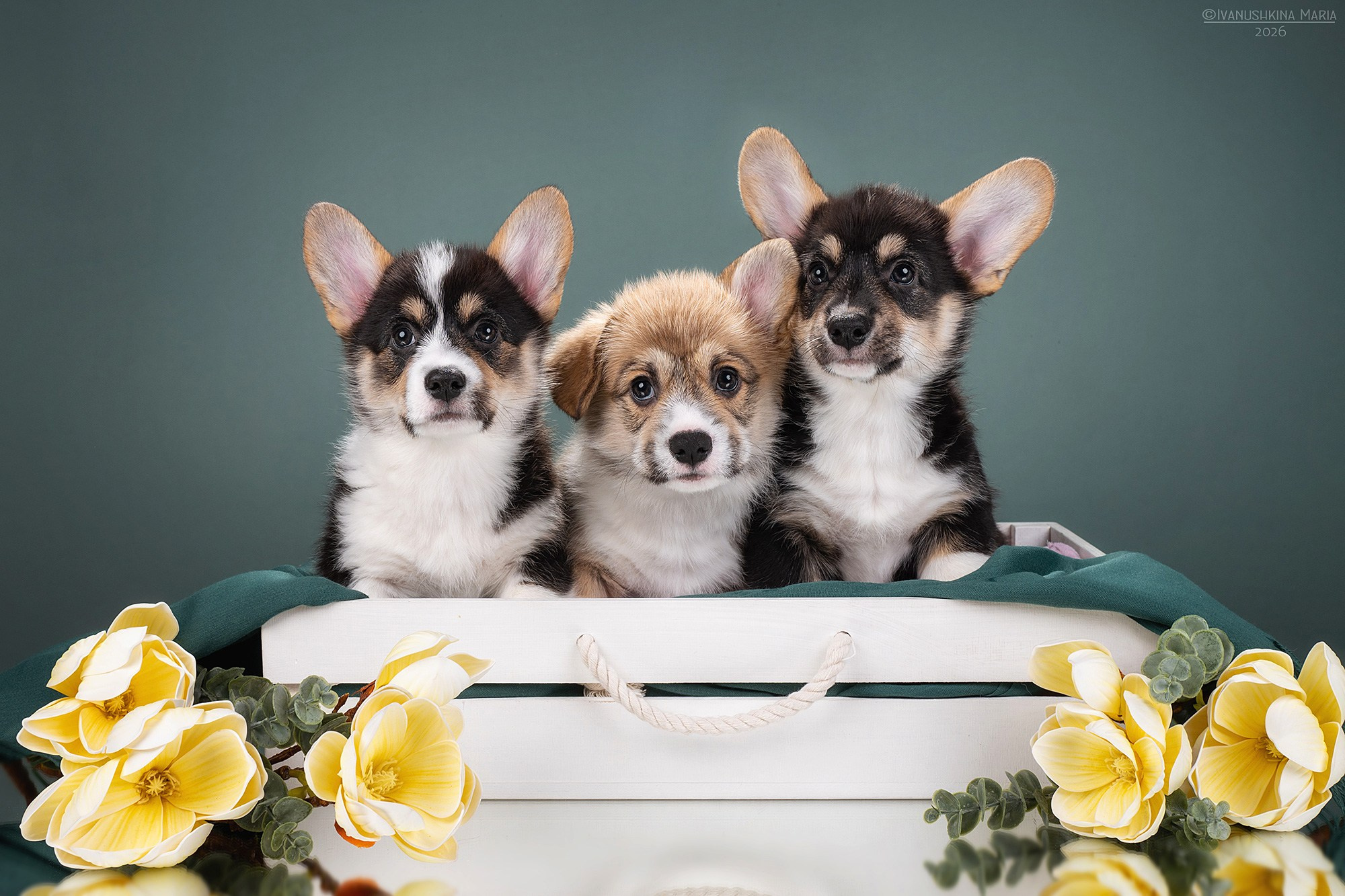 Фотосессия щенков на фонах. Фотограф собак в Москве и Московской области Иванушкина Мария