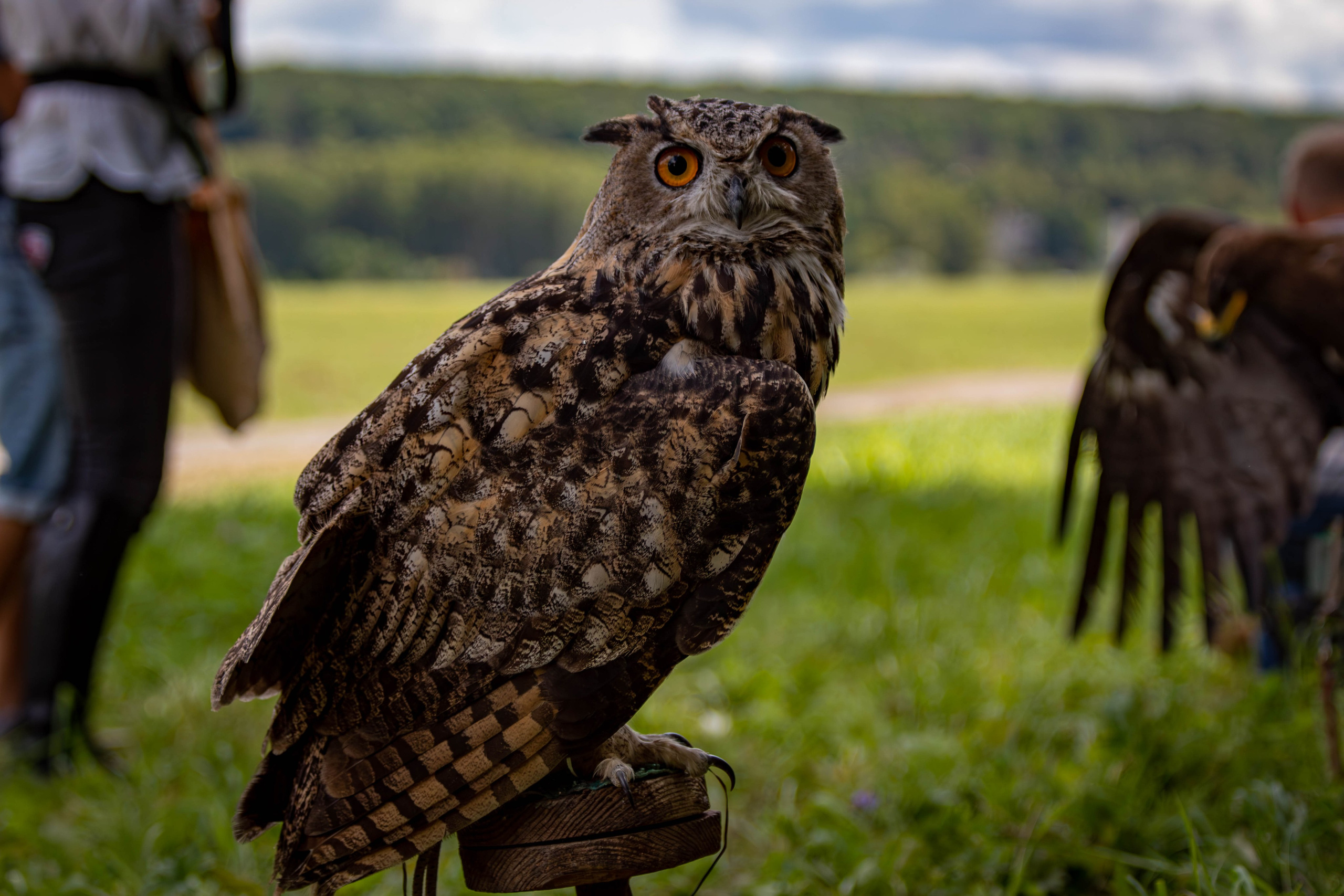 Охота как искусство Ясная поляна. Фотограф анималист — Тула, Москва