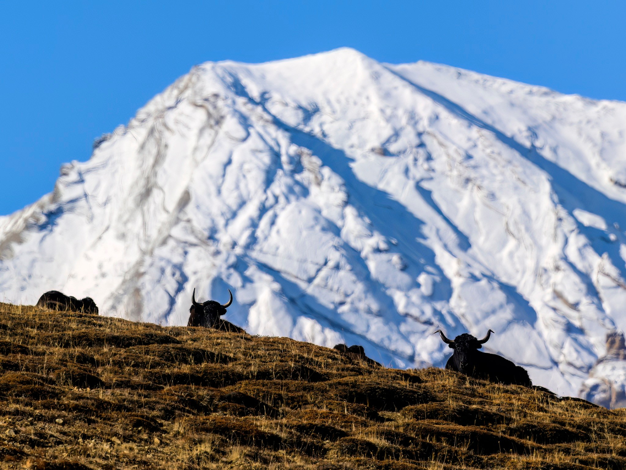 Путешествие в долину Спити: снежные барсы и духовное наследие Гималаев. Wildlife photography by Sergey Puponin