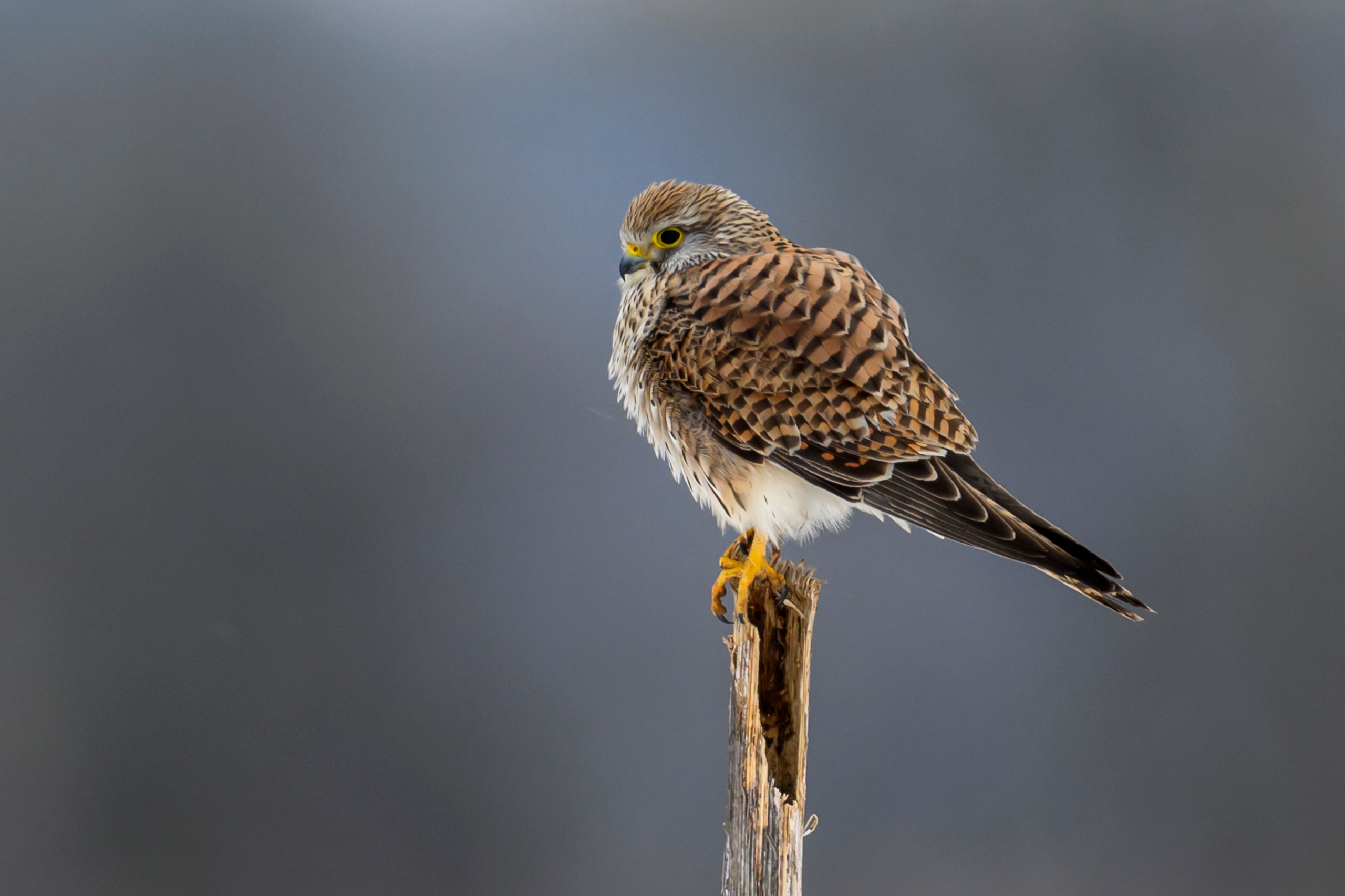 Сова, журавли и свадьба чибисов. Wildlife photography by Sergey Puponin