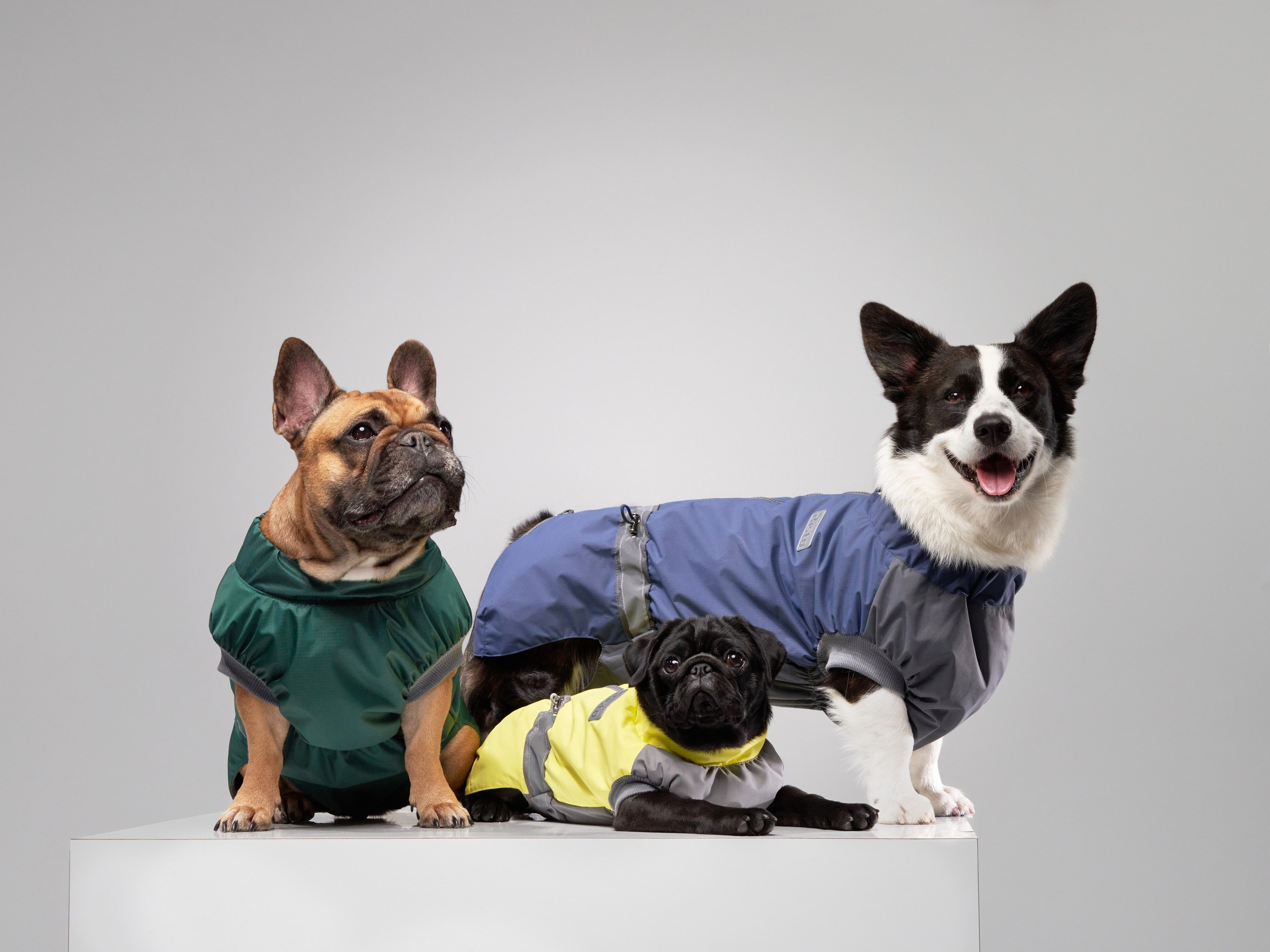 Pet Advertising Photography | Commercial Shoots with Dogs & Cats. Dog photographer Averianova Anna — Art photography of dogs