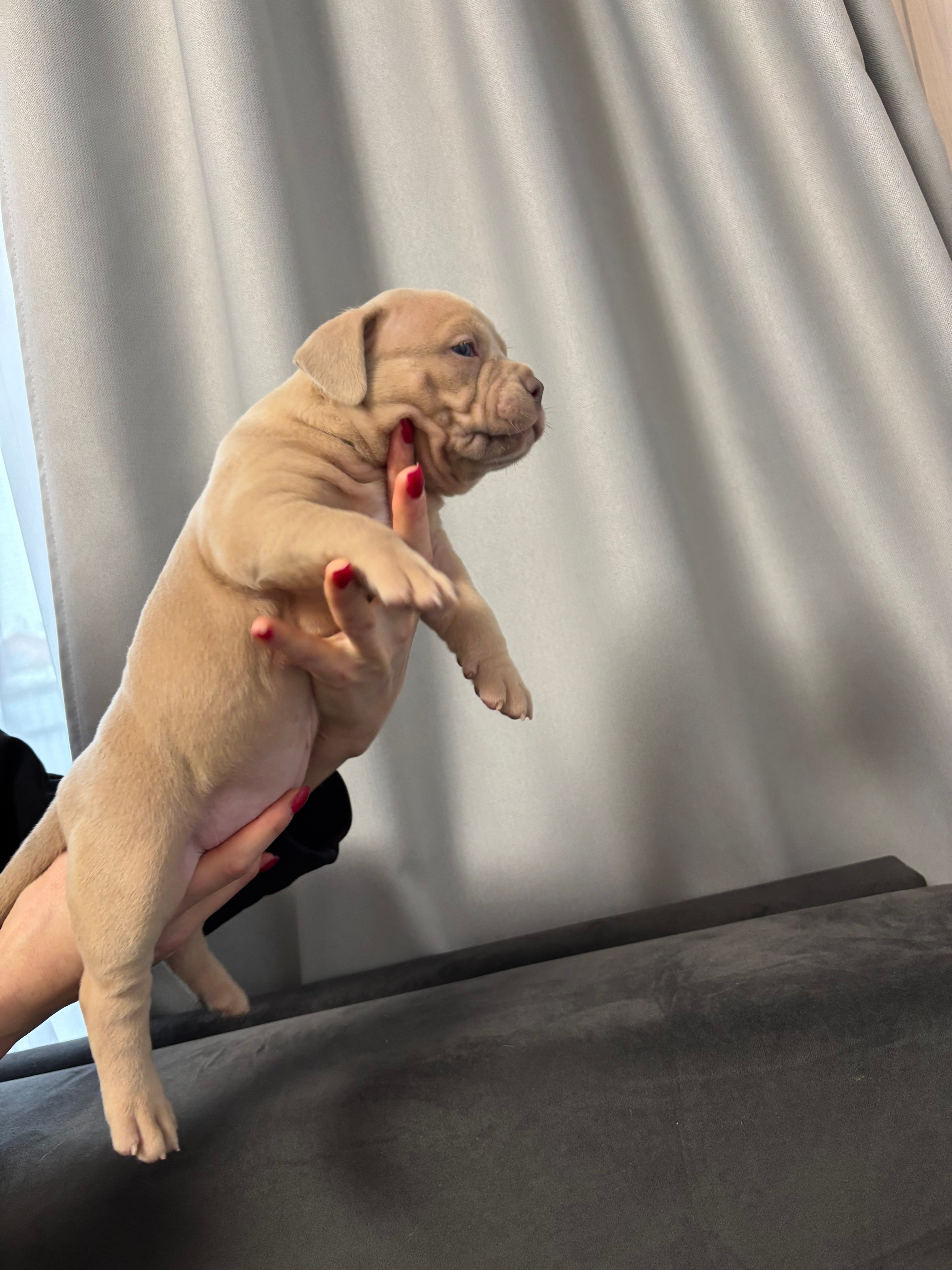 Помет Рич и Дося 04.02.25. Американский Булли в г. Ростов-на-Дону. Питомник THE POWER OF SIBERIA