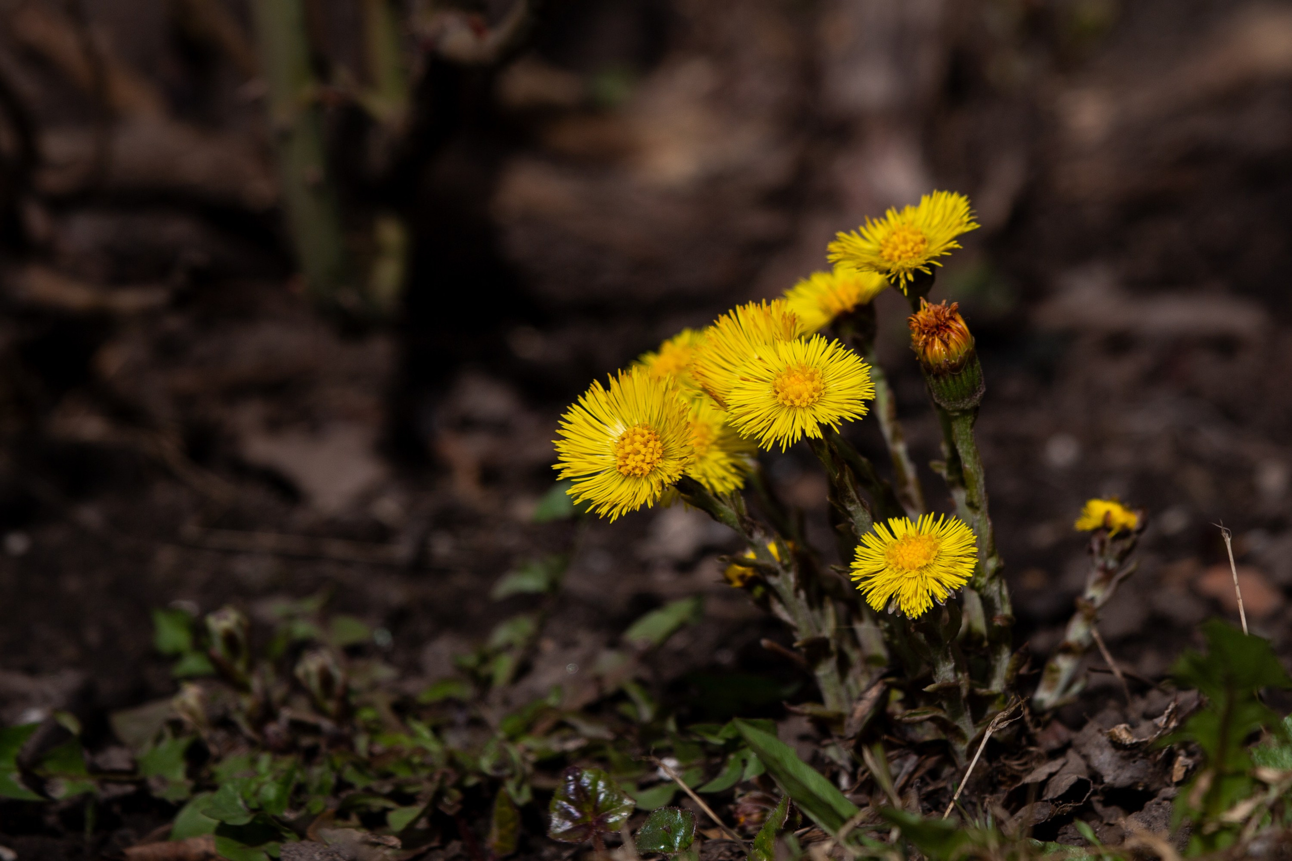 Весенняя фотопрогулка. Главная
