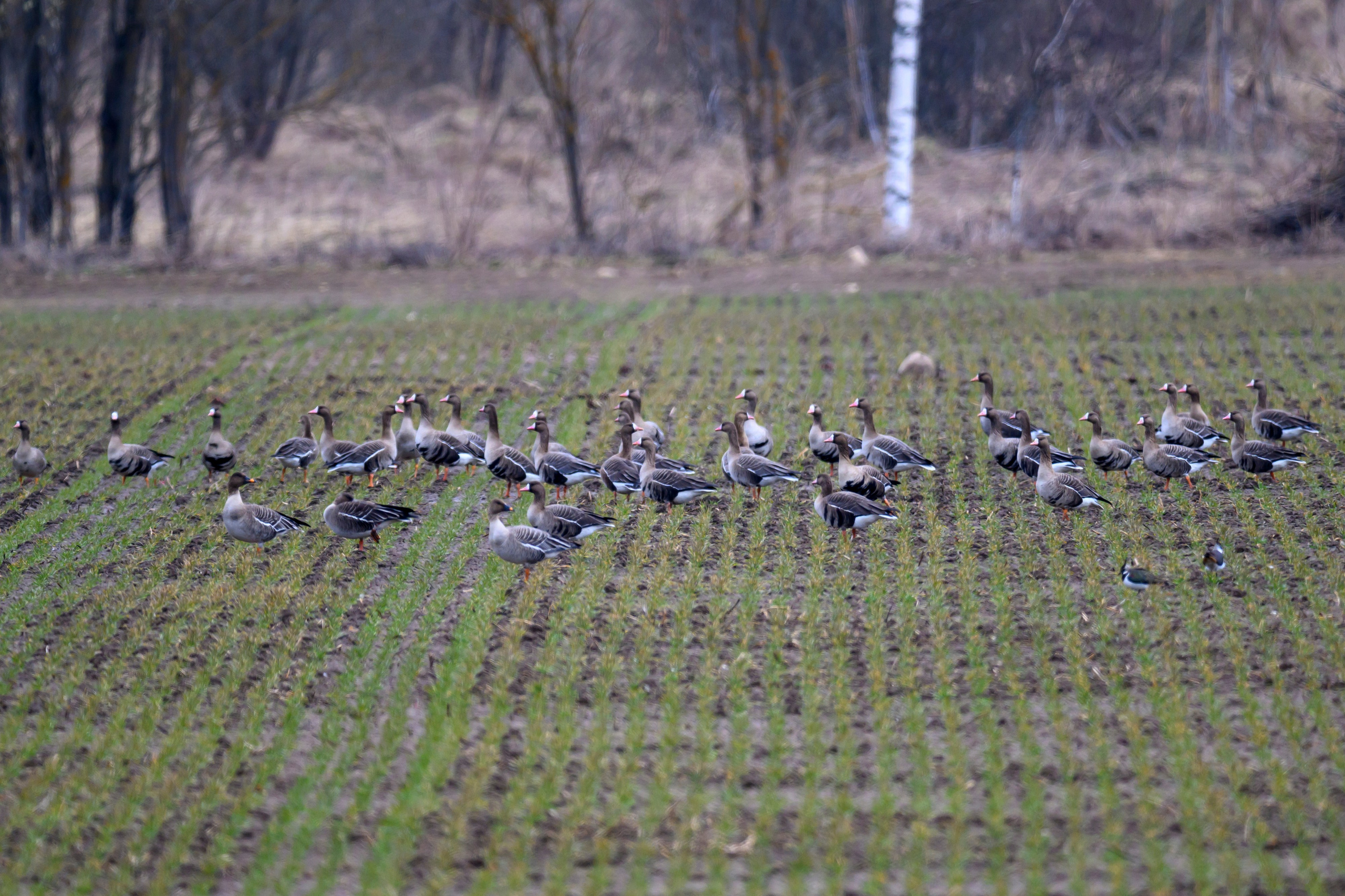 Лось и одинокий журавль. Wildlife photography by Sergey Puponin