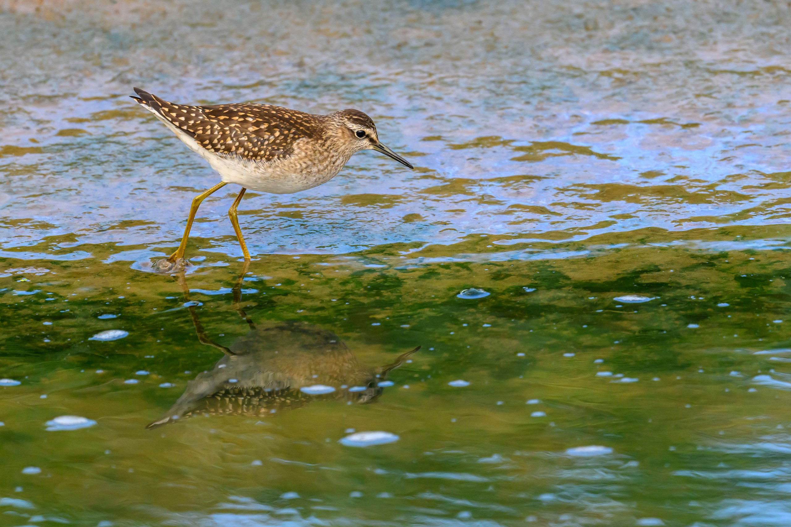 Фифи и бекасы | Woodcocks and snipes. Фотограф Сергей Пупонин