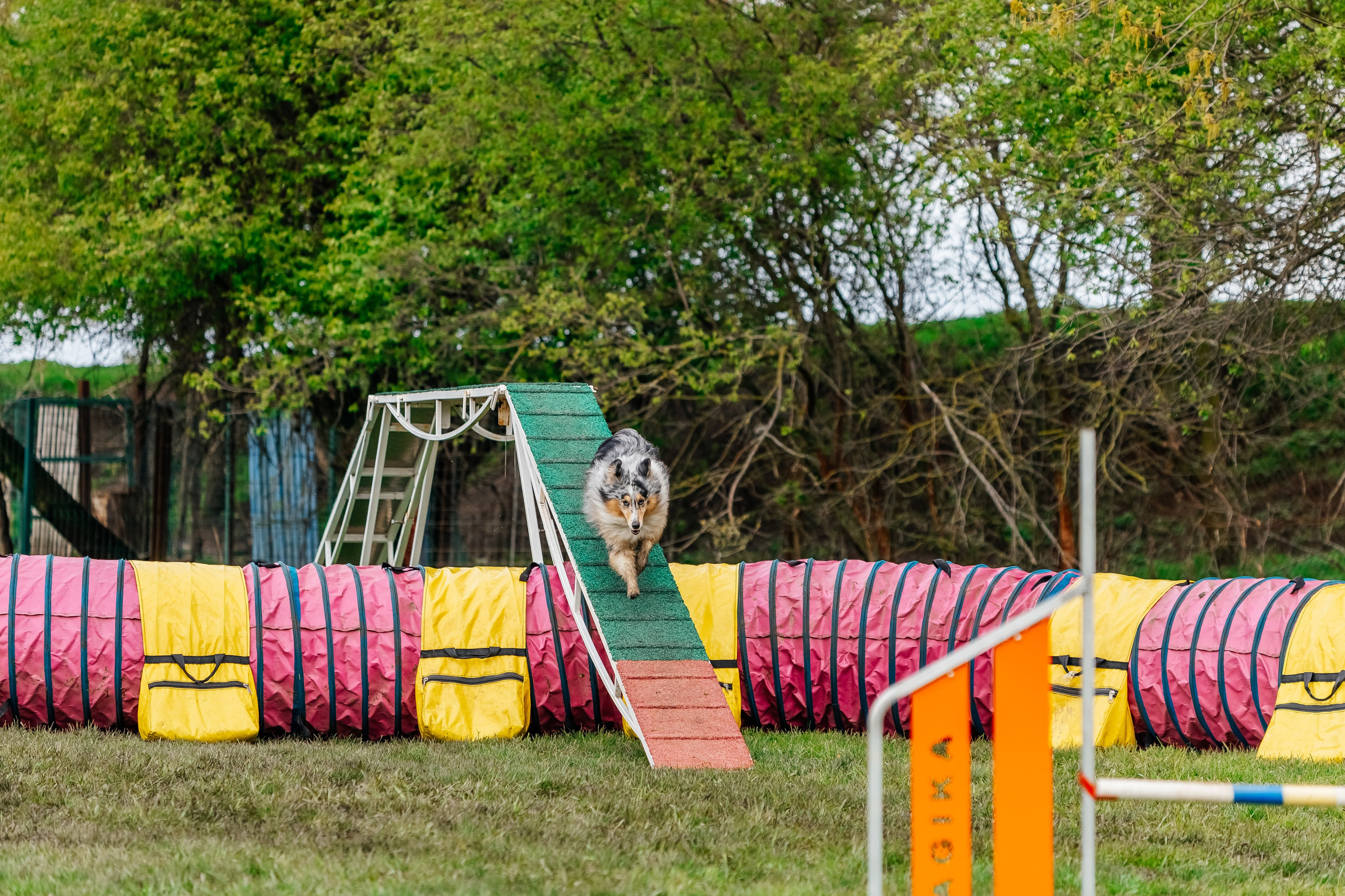 Портфолио animal. Фотограф — анималист Маргарита Хелбен Краснодар