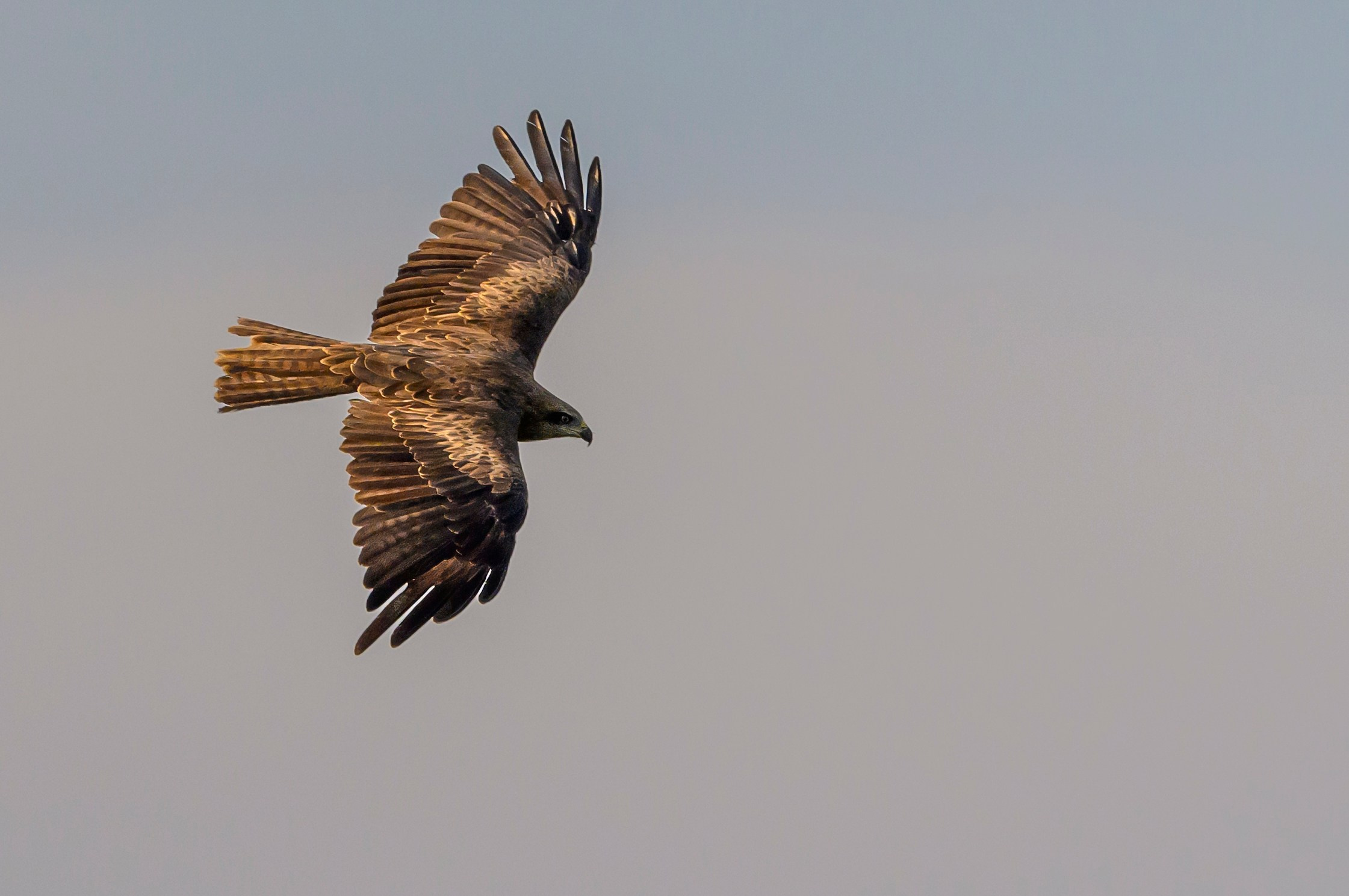 Лунь и коршуны. Harrier and Kites. Wildlife photography by Sergey Puponin