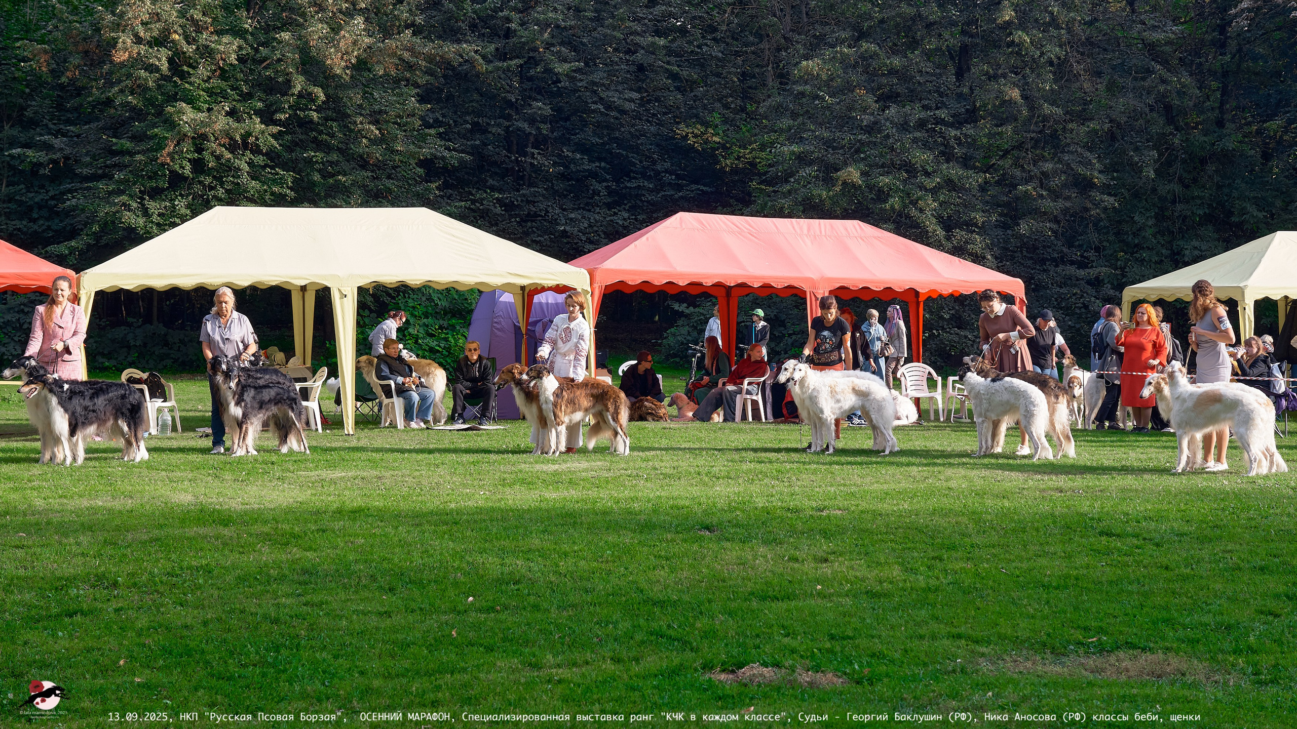 ОСЕННИЙ МАРАФОН | Специализированная выставка породы Русская Псовая Борзая ранг "КЧК в каждом классе"