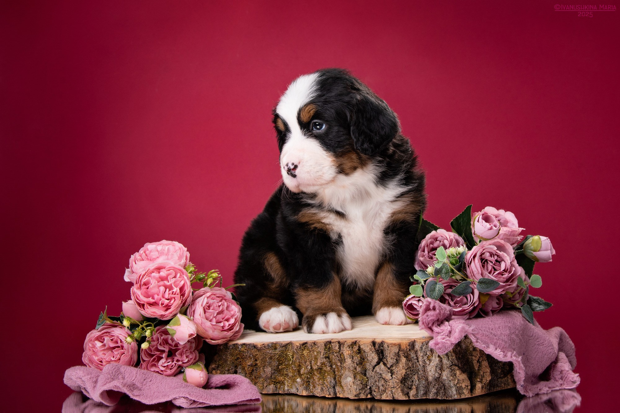 Фотосессия щенков на фонах. Фотограф собак в Москве и Московской области Иванушкина Мария