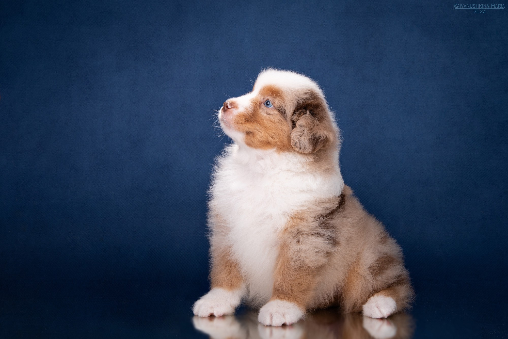 Фотосессия щенков на фонах. Фотограф собак в Москве и Московской области Иванушкина Мария
