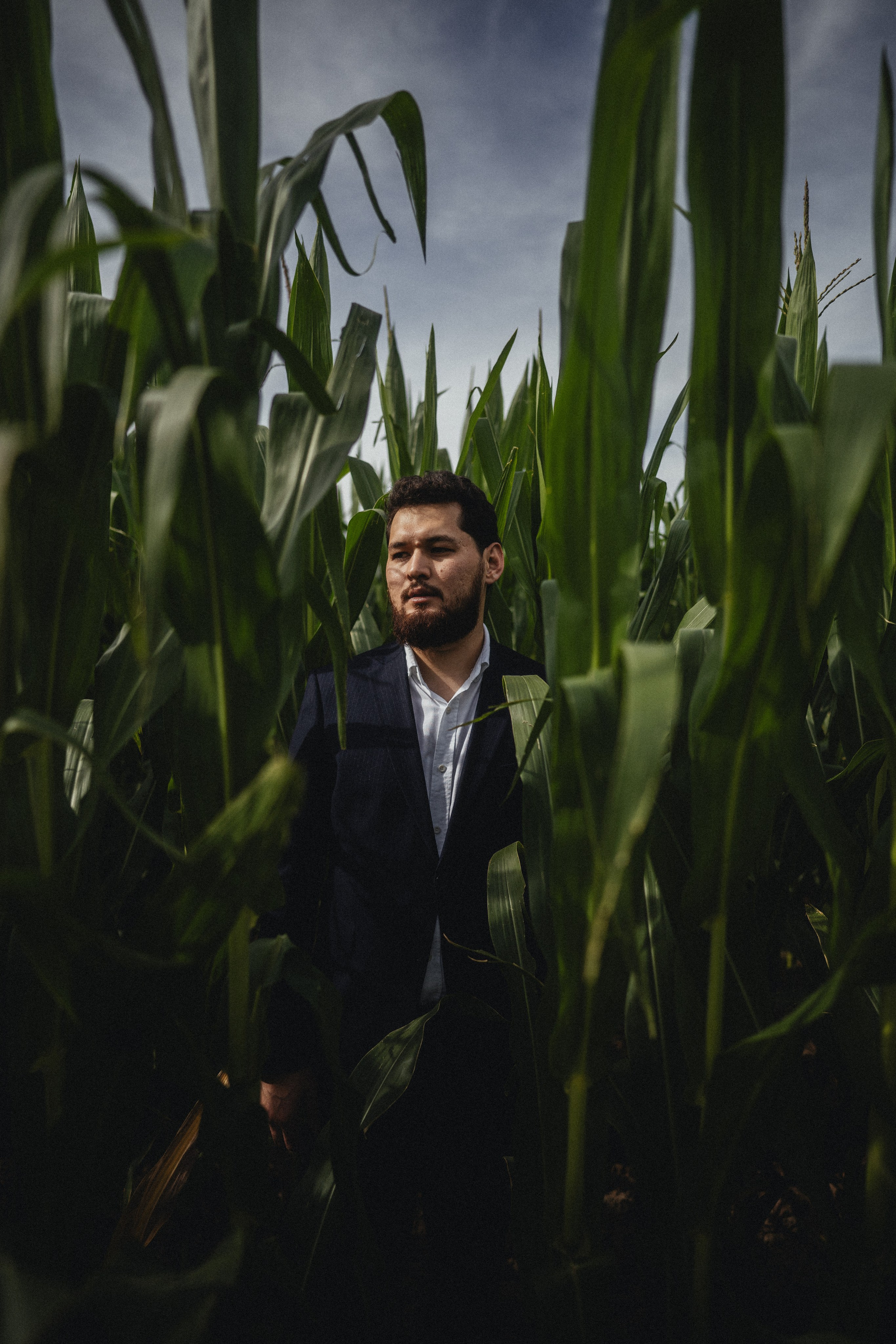 Мужчина в костюме стоит среди высоких стеблей кукурузы
