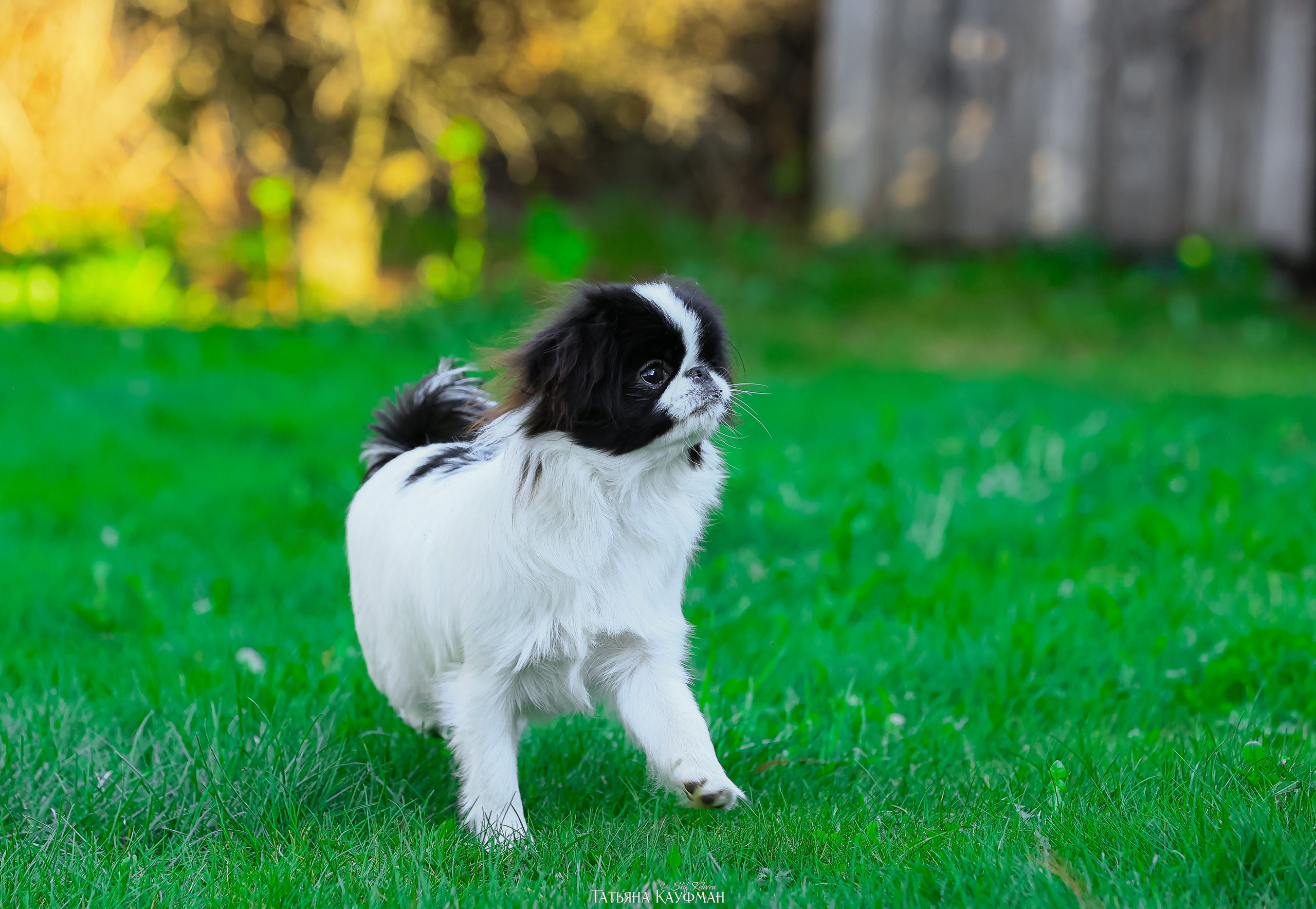 Японский хин, фотография японский хин, собака в цветах, красивая собака, фотограф анималист, фотокурс Анималистика, научиться фотографировать собак, фотограф Новосибирск