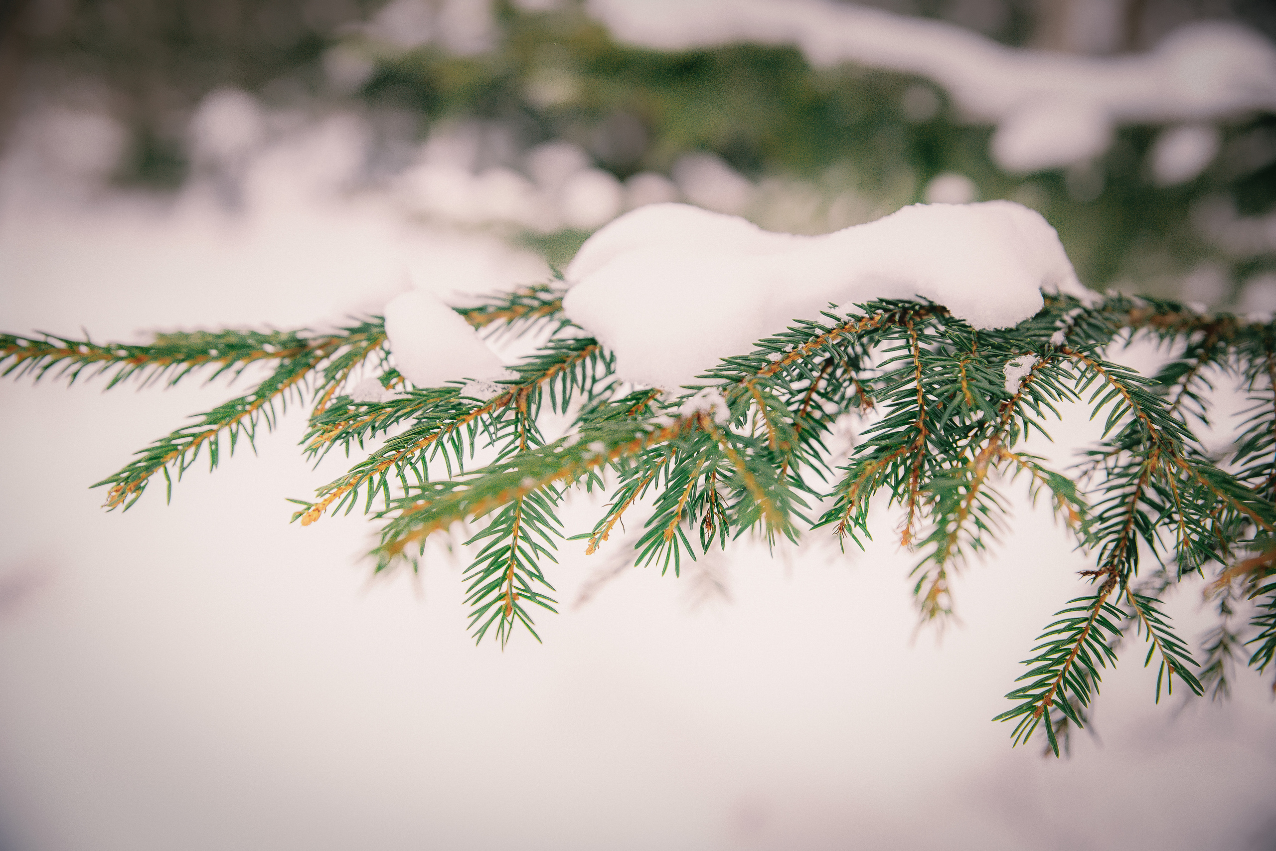 Новогодняя фотосессия на Камчатке