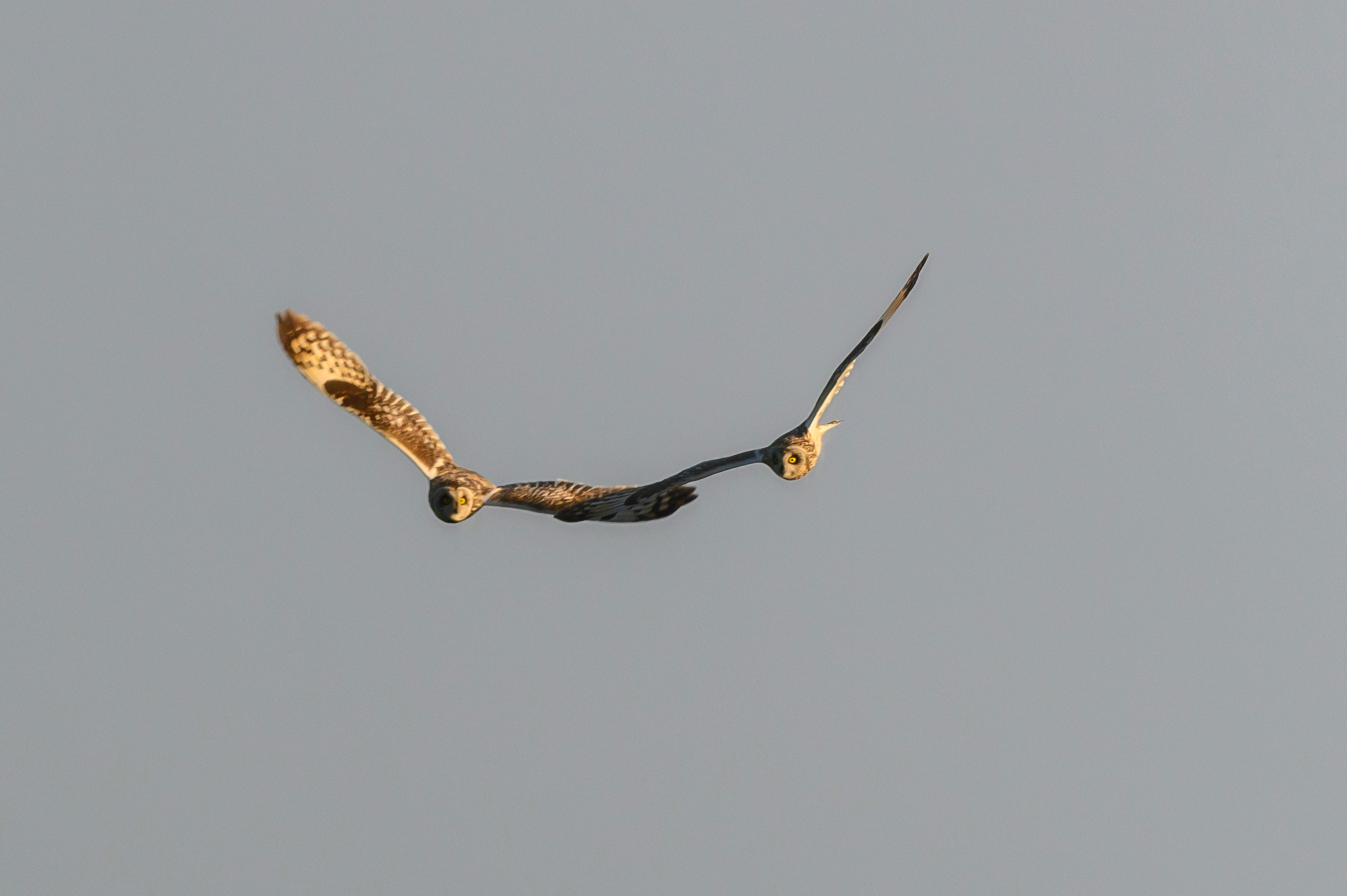 Битва сов и кормление совят. The Owl Battle and Feeding the Nestlings. Фотограф Сергей Пупонин