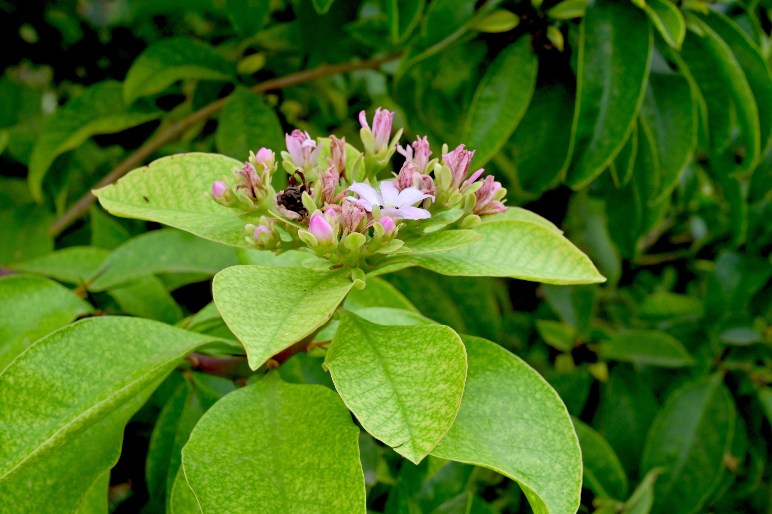 Ботанический сад в Валенсии — старейший в Европе. Гид и фотограф в Валенсии Новиков Михаил