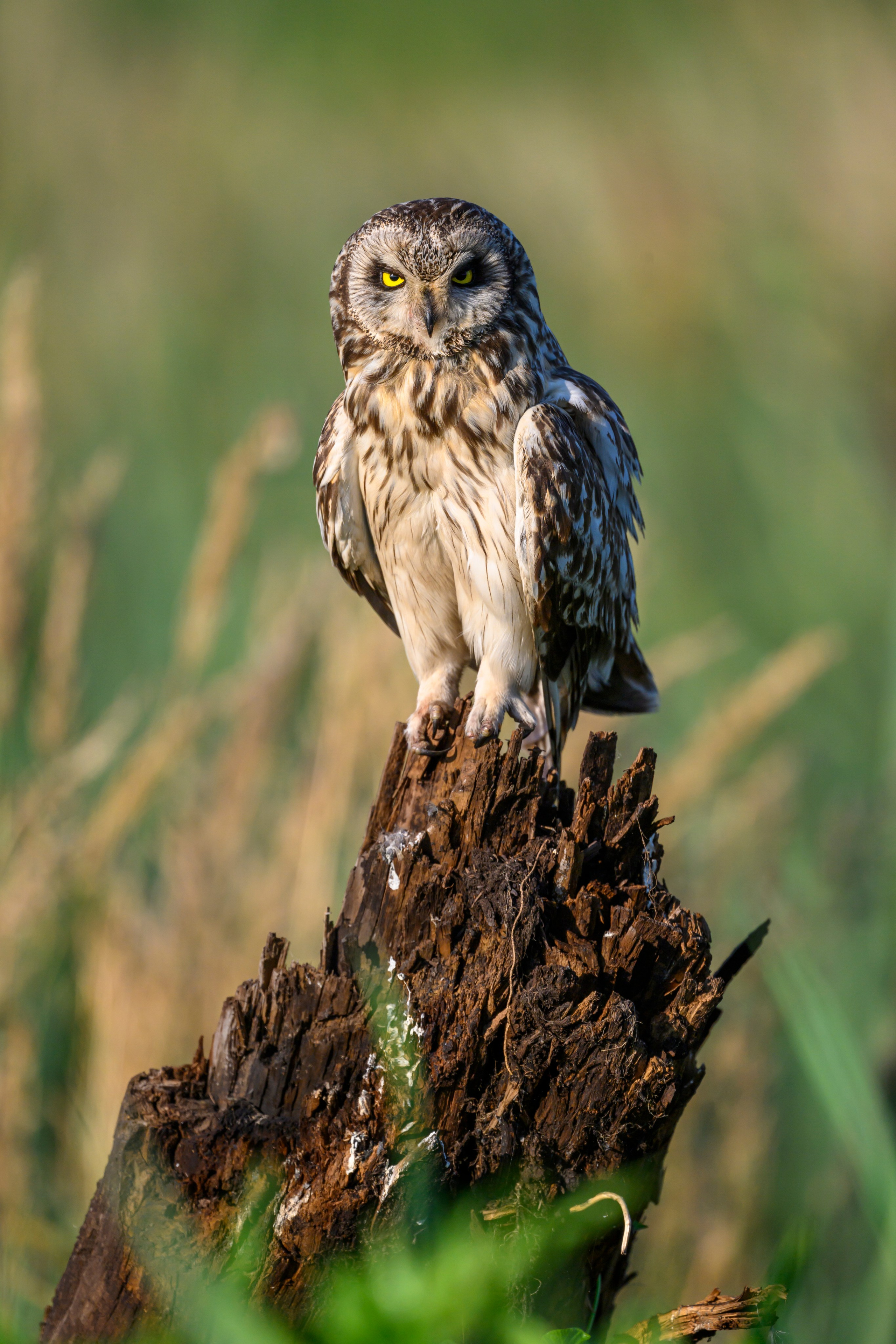 Портреты совы и драка с лунем. Portraits of an owl and a fight with a harrier. Wildlife photography by Sergey Puponin