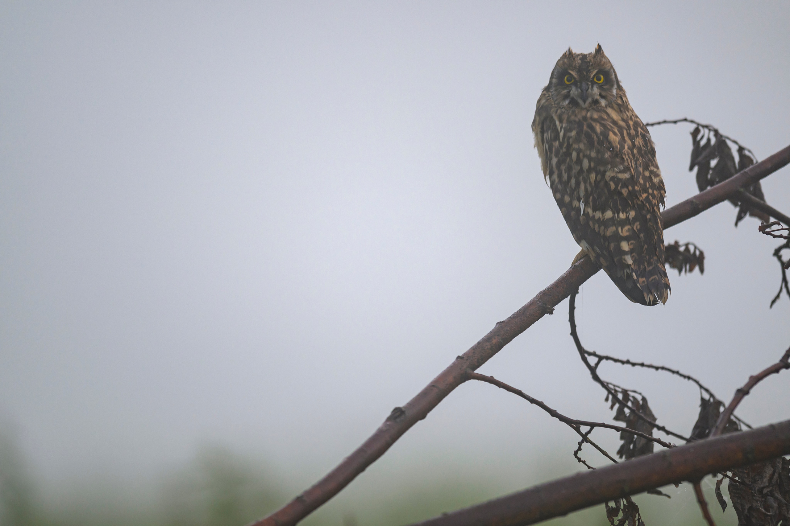 Утро с совятами. Morning with Owlets. Фотограф Сергей Пупонин