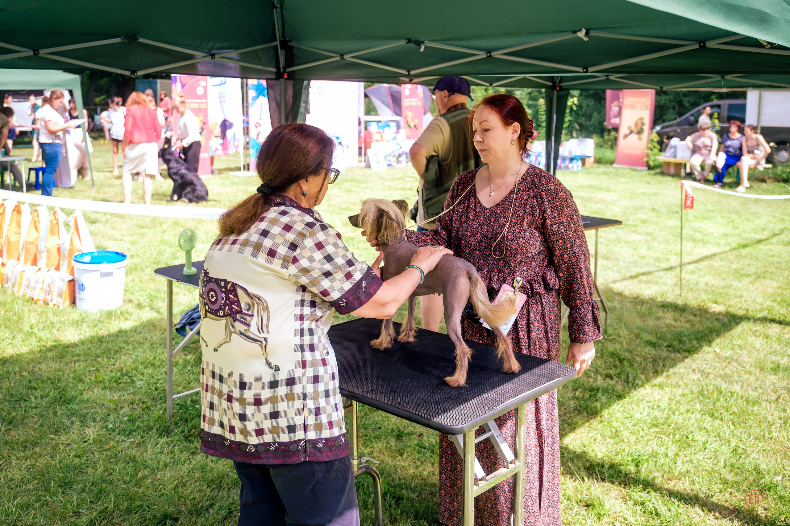 Expert Marina Grigoryevna Ostrovskaya examines Emma (Ashantal Emmanuel Poale Ell) on the table. Balashikha 13.07.2024.