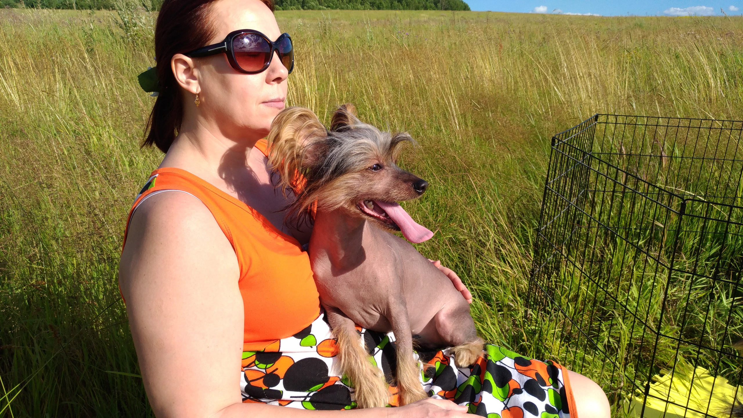 В поле под присмотром сокола. Питомник китайских хохлатых собак Poale Ell: купить щенка в питомнике