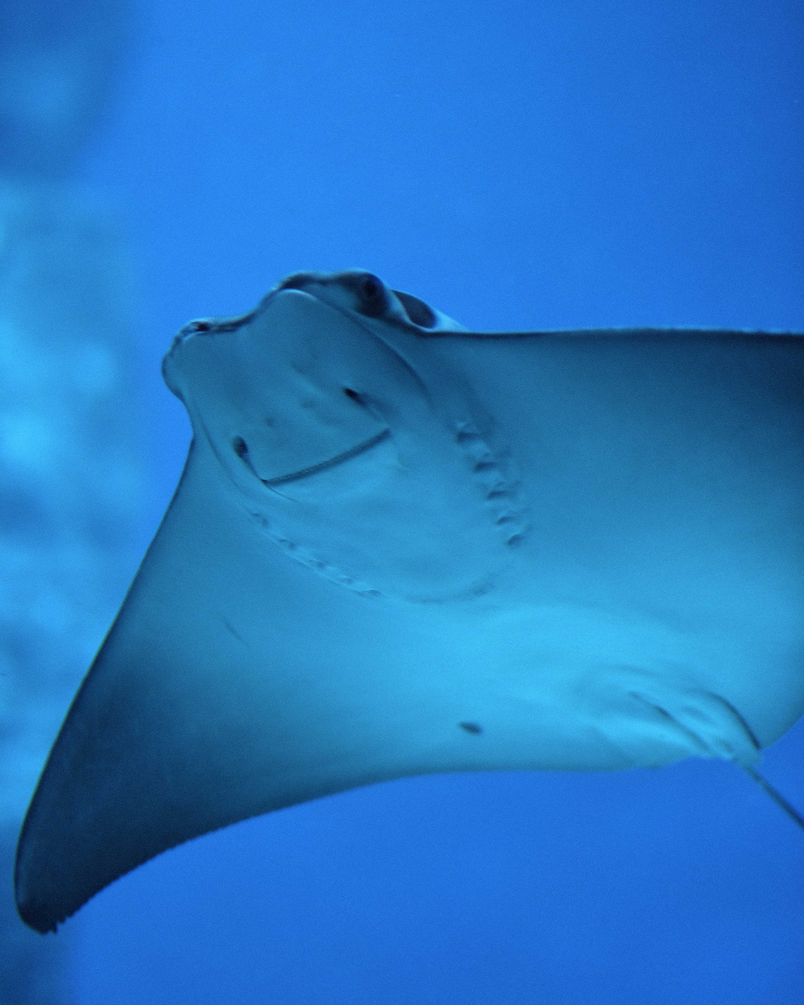 Москвариум ВДНХ, скат в аквариуме, подводный мир океанариума и морские обитатели