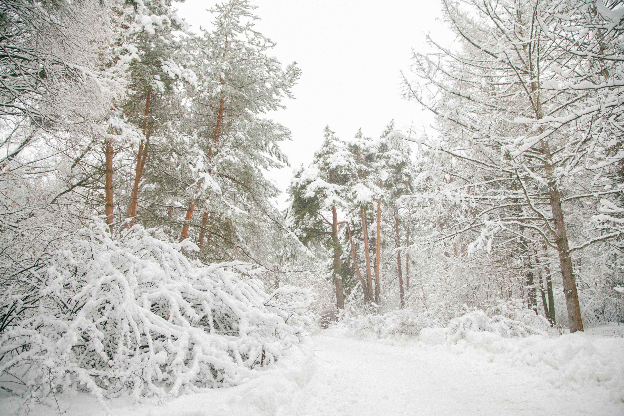 Хочу новогодние фотографии