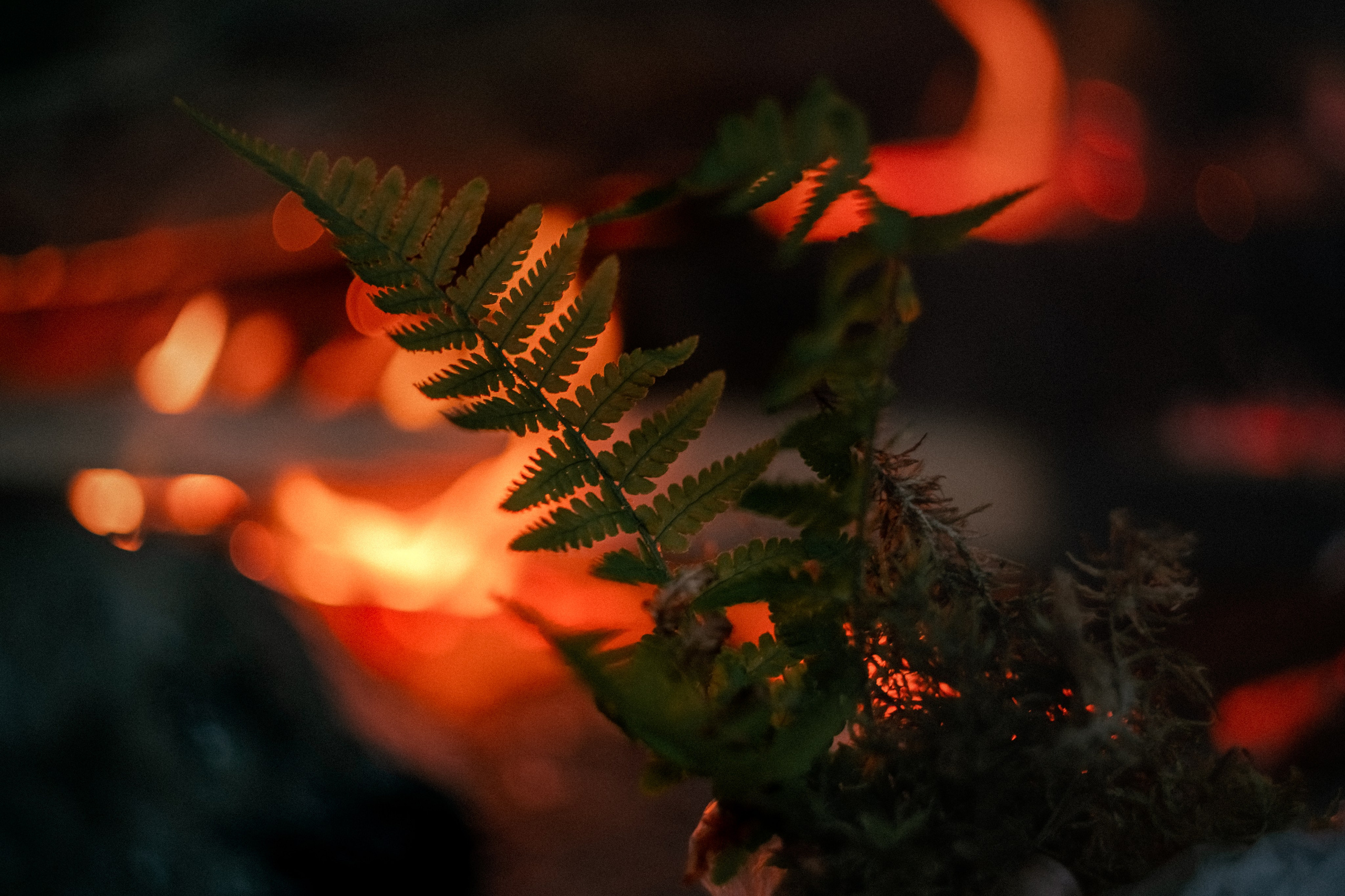 «Голливудская» связка Sony A7 III и Гелиос 44-2. Юля Дэй • Фотограф, Санкт-Петербург