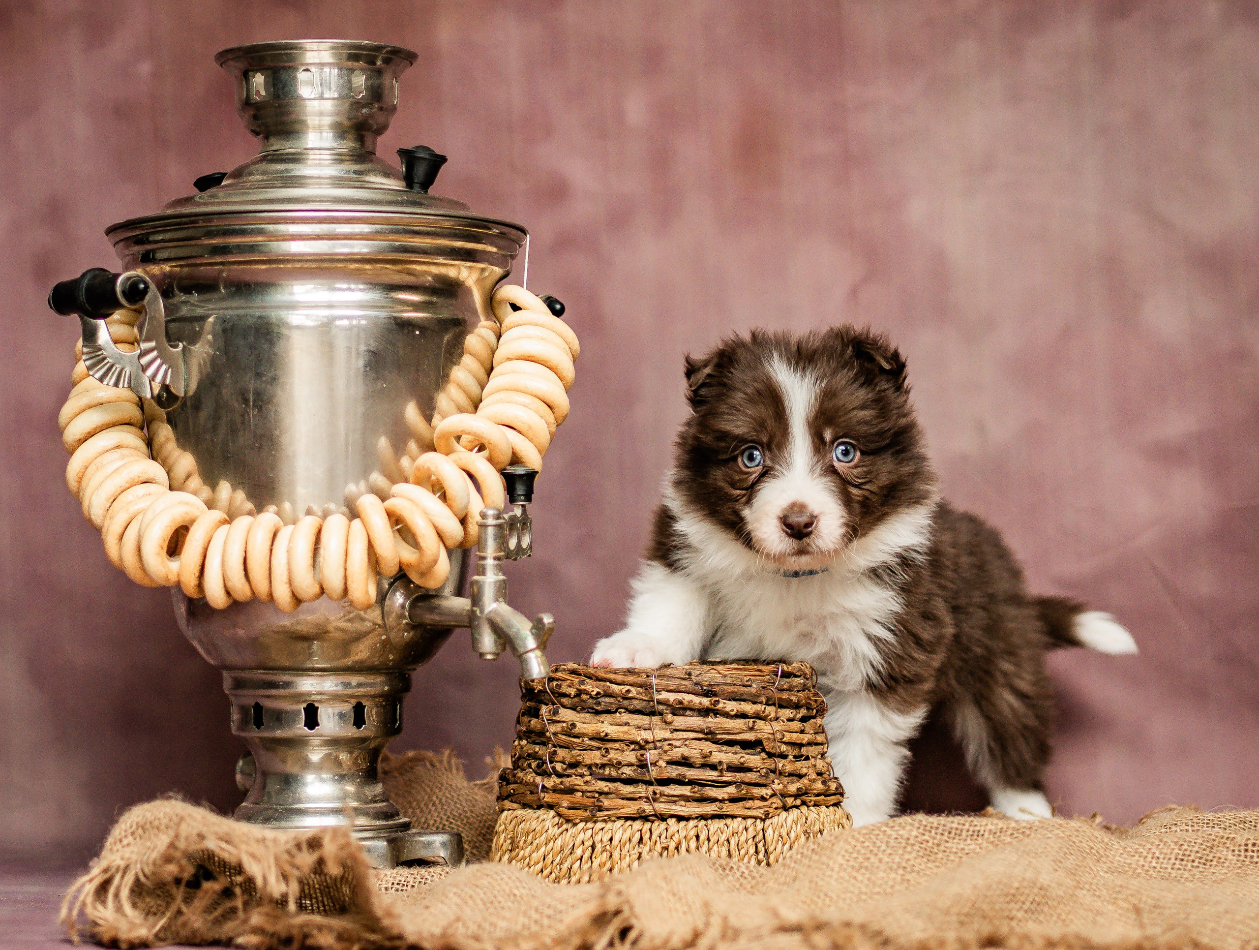Фритсвит. Семейный фотограф Ефремова Виктория