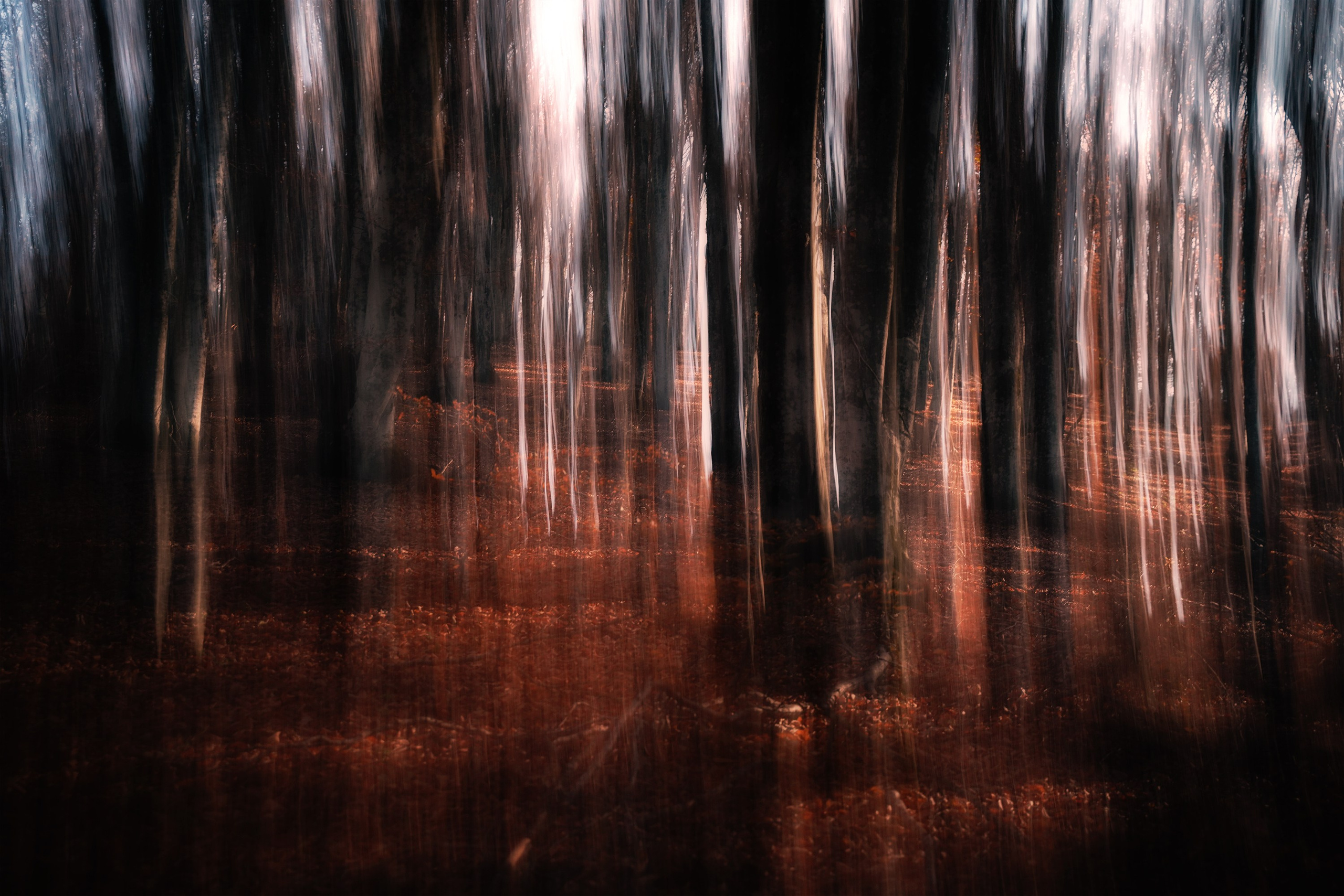 Walks in the Forest. Vasiliy Riabovol — Fine Art Photographer | Time, Space, and Silence
