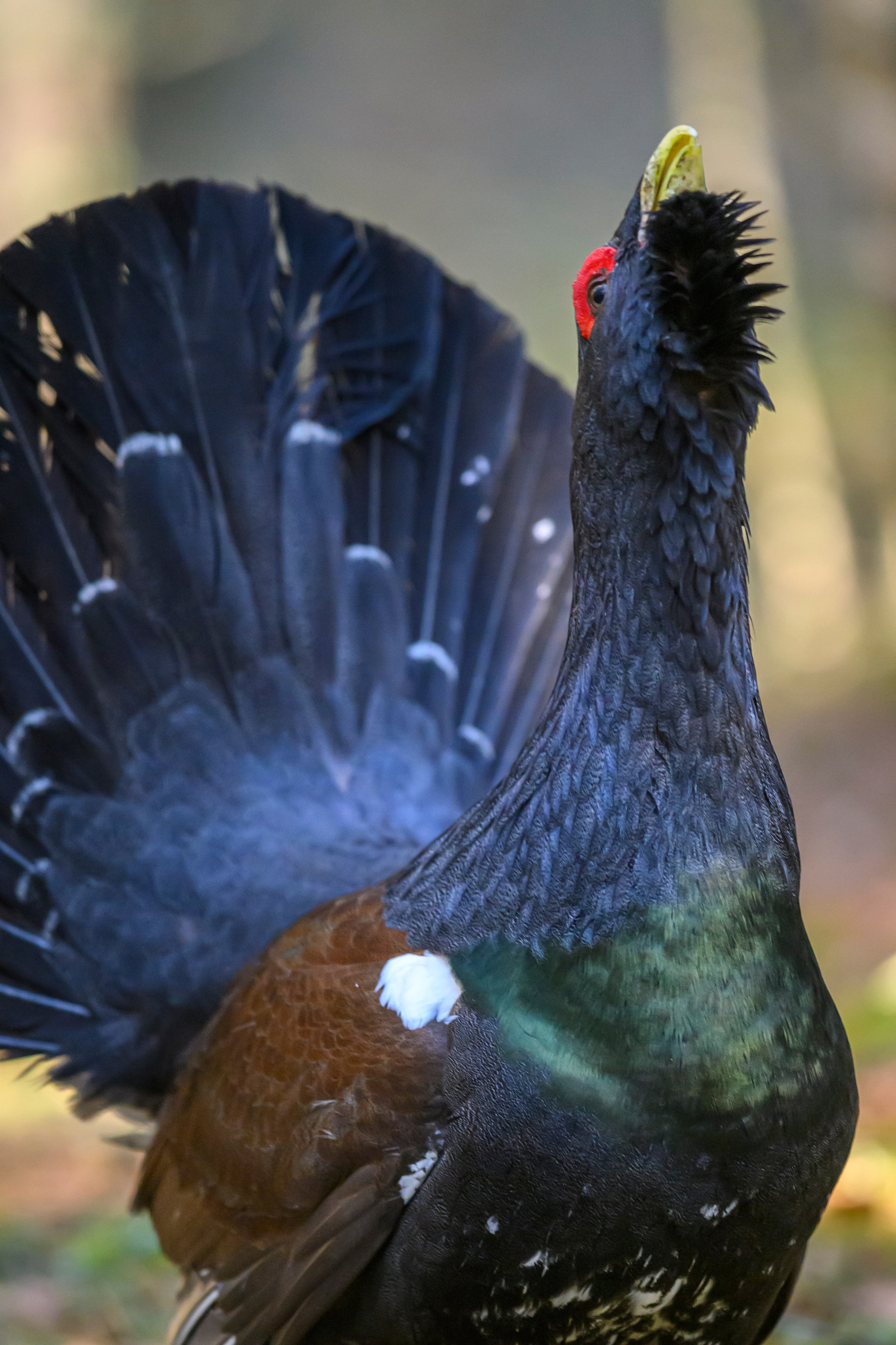 Глухарь / Wood grouse. Фотограф Сергей Пупонин