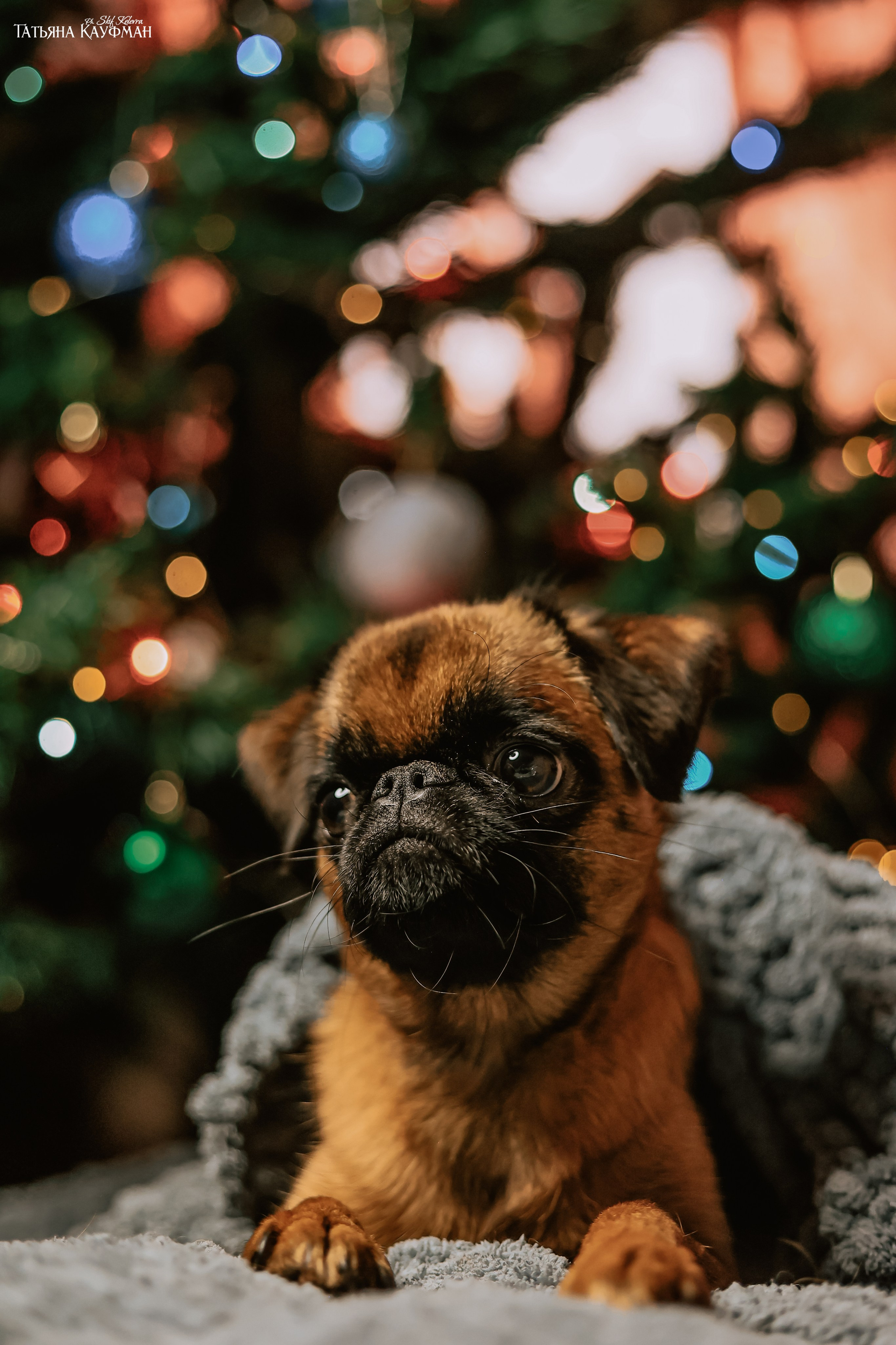 Малый брабансон, фотография брабансон, красивая собака, фотограф анималист, фотокурс Анималистика, научиться фотографировать собак, фотограф Новосибирск