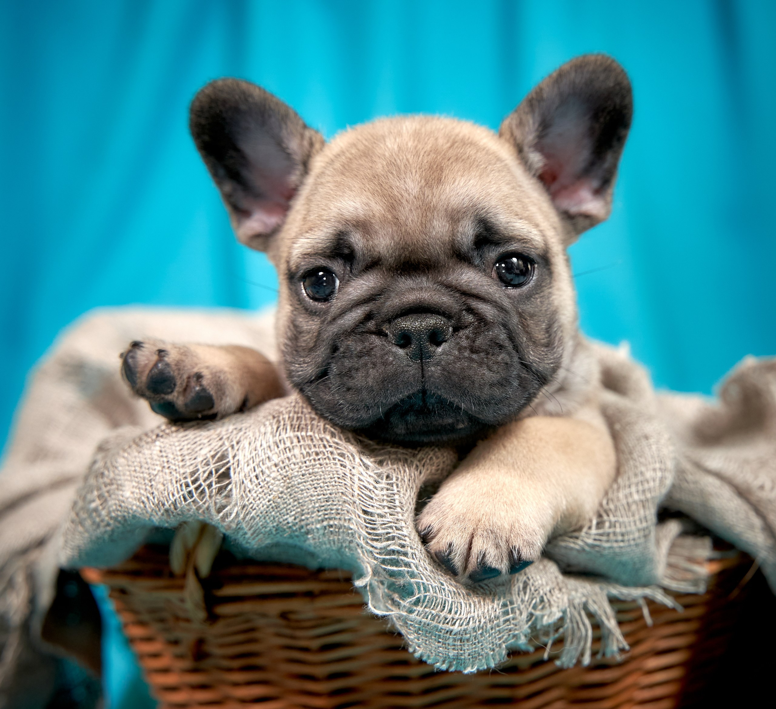 Съемка щенков помёта дома с выездом