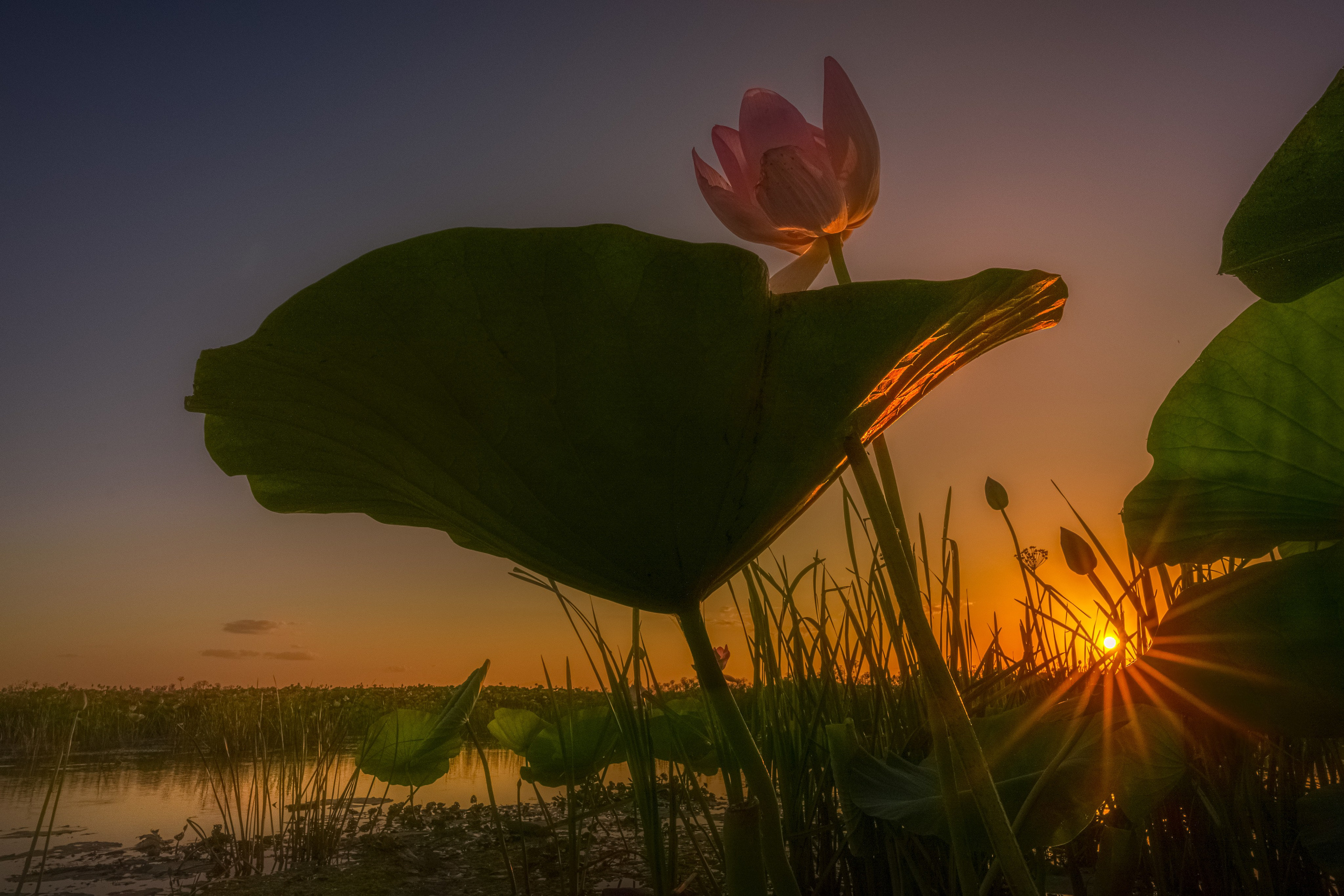 Барханы и лотосы. Июль–Август