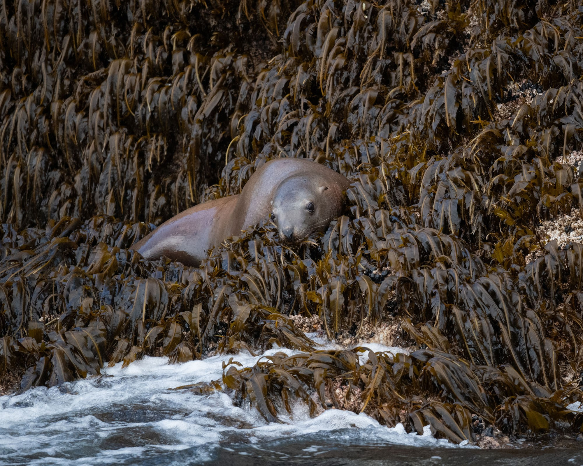Фотоэкспедиция по Шантарам, к острову Ионы и полуострову Кони