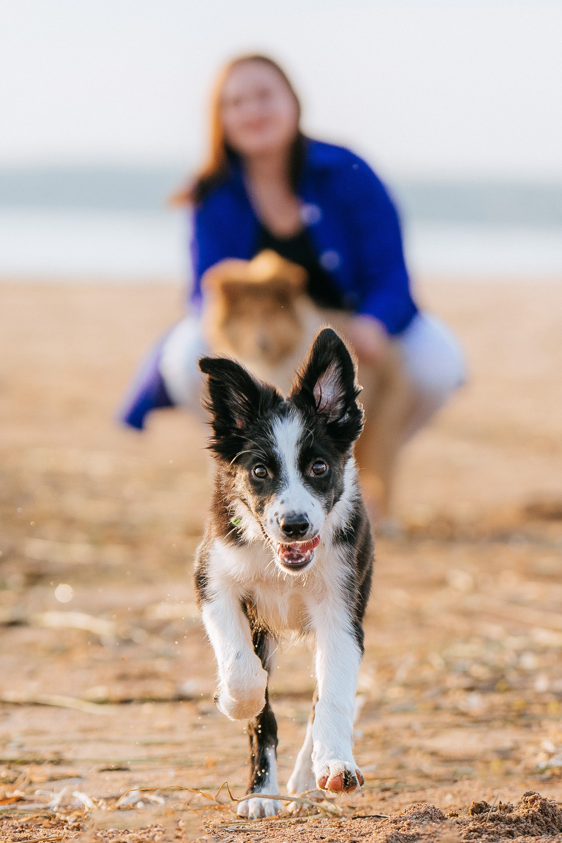 Фотосессия со щенками колли. Фотограф анималист в Спб недорого Олеся Майорова