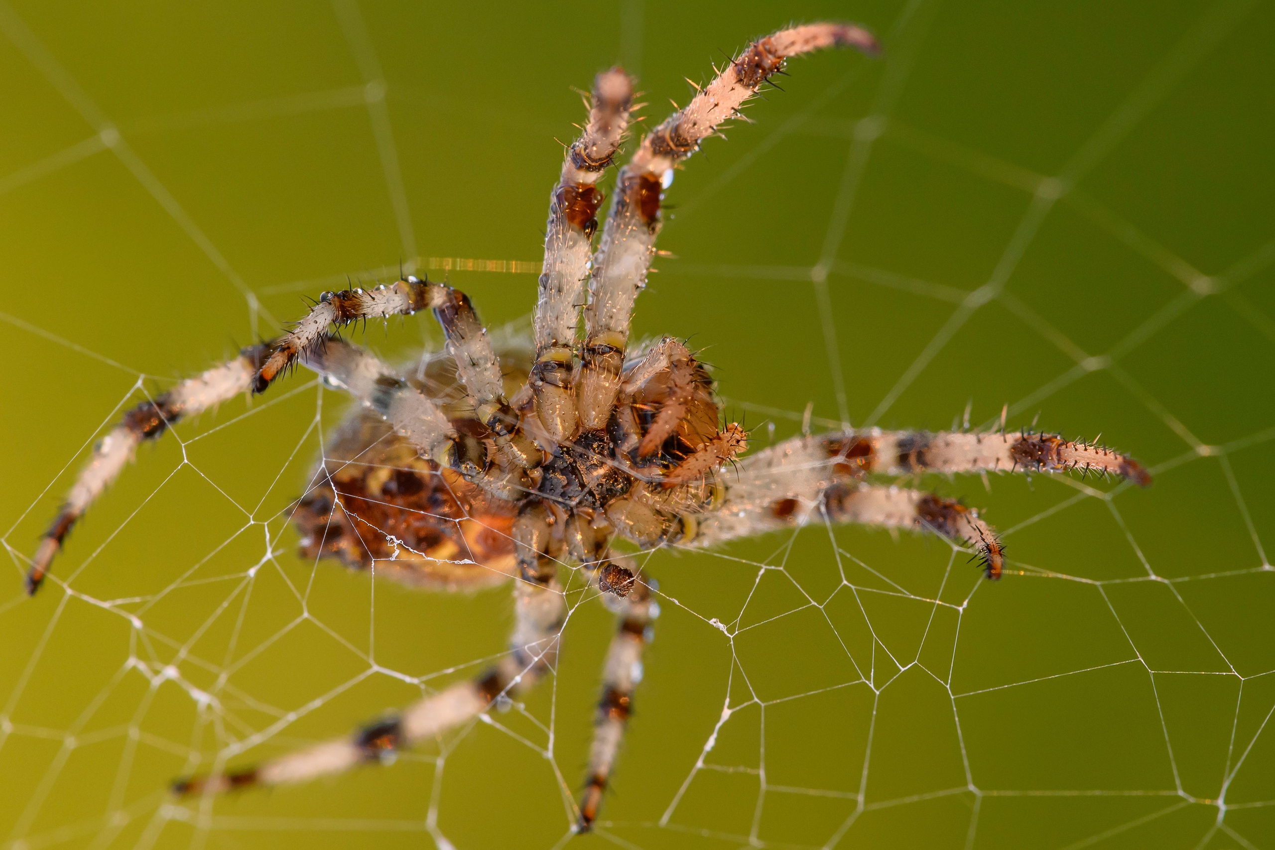 Совы умеют улыбаться. Owl can smile. Wildlife photography by Sergey Puponin