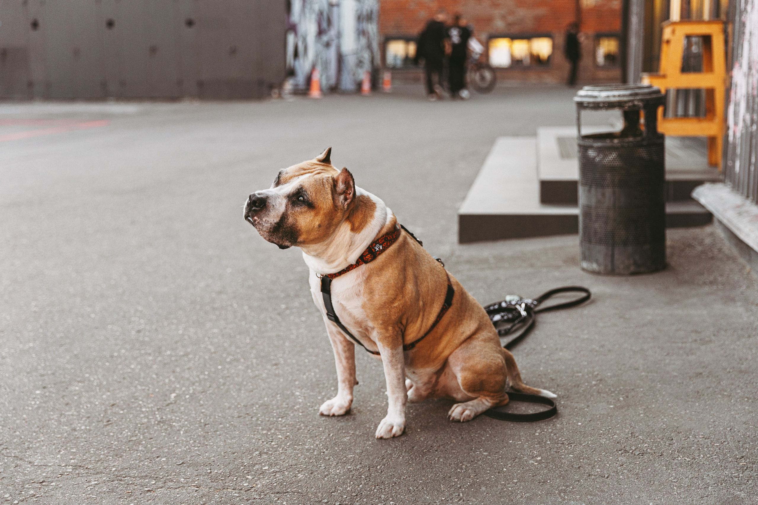 Фотограф-анималист в Москве Соломонова Варвара