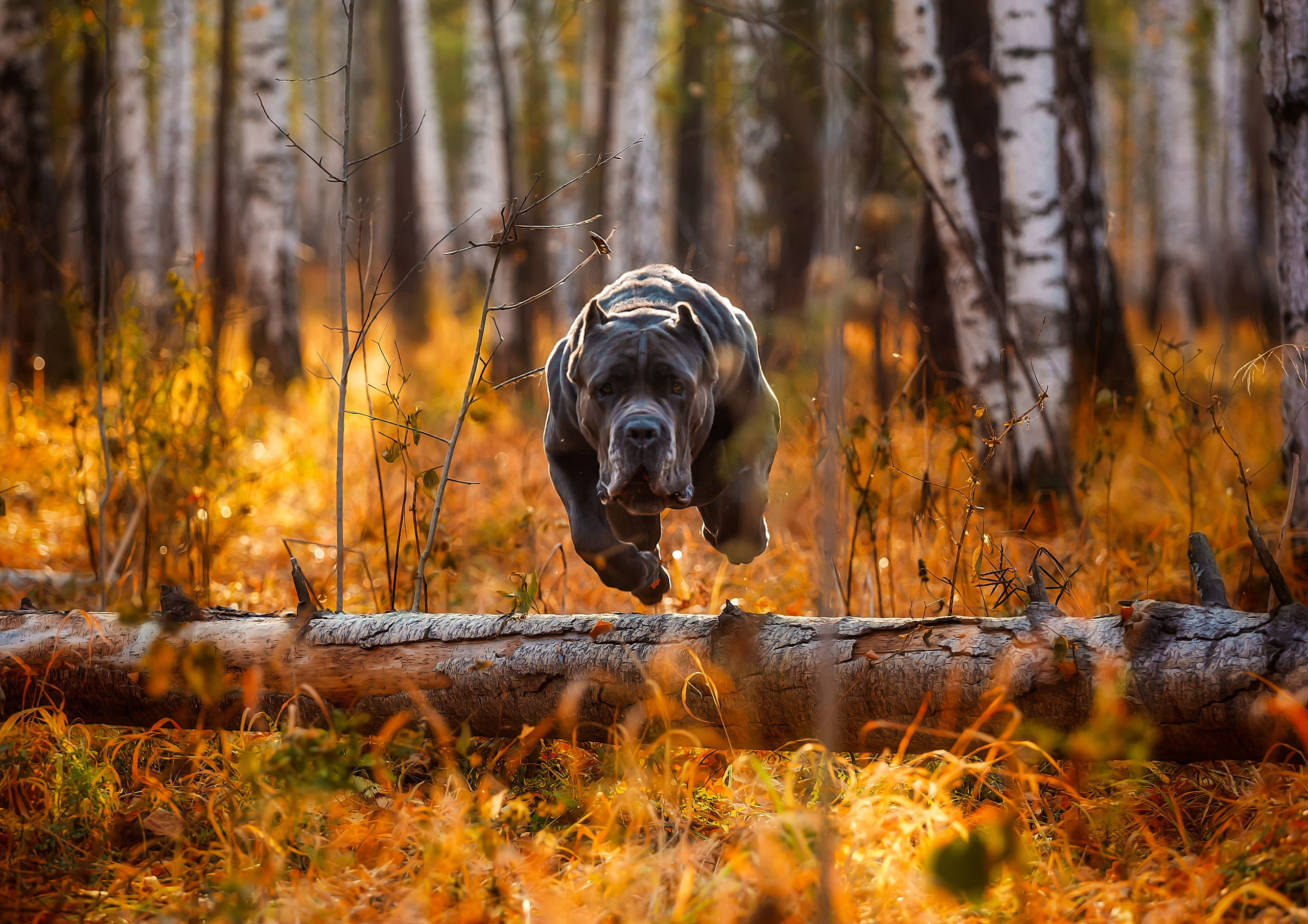 Фотограф собак, фотограф анималист, фотограф Екатеринбург, фотосессия собаки, фото собаки, экстерьерная сьемка собаки, фотограф анималист Екатеринбург