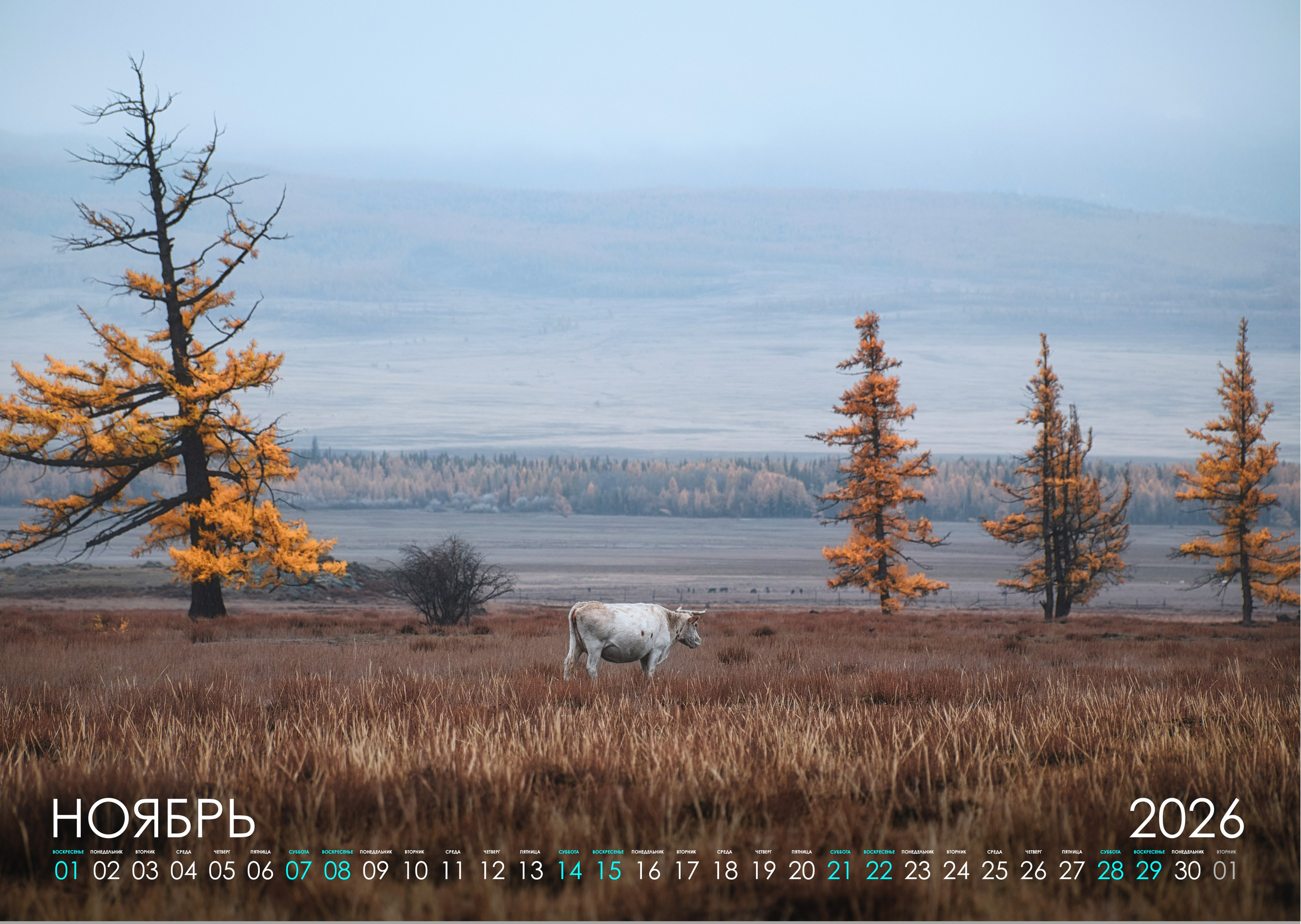 Календарь 2026 (АЛТАЙ). Фотограф Константин Шамин