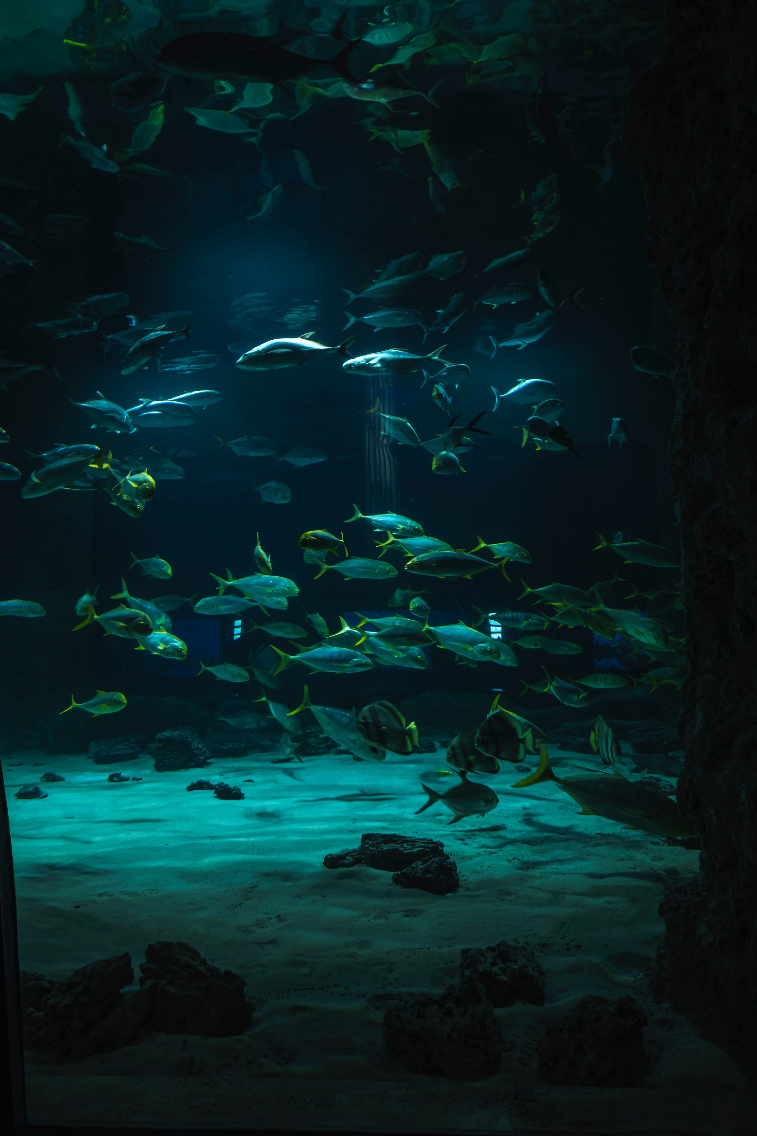 Москвариум. Фотограф Роман Адлер