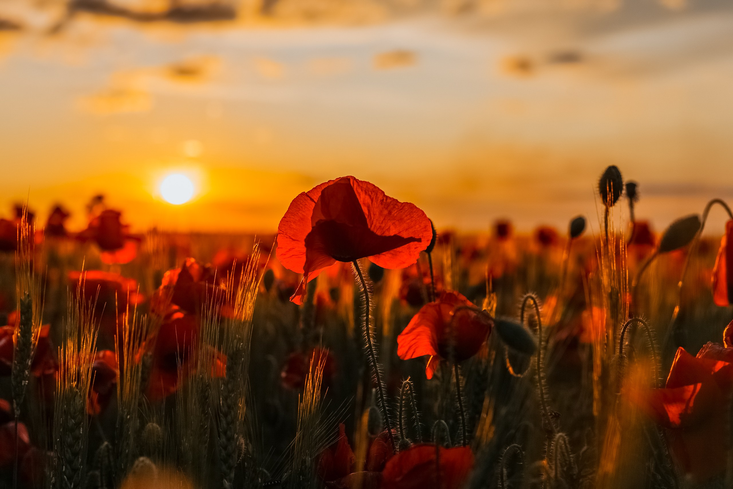 Репортажный фотограф в Крыму Ксения Гасица