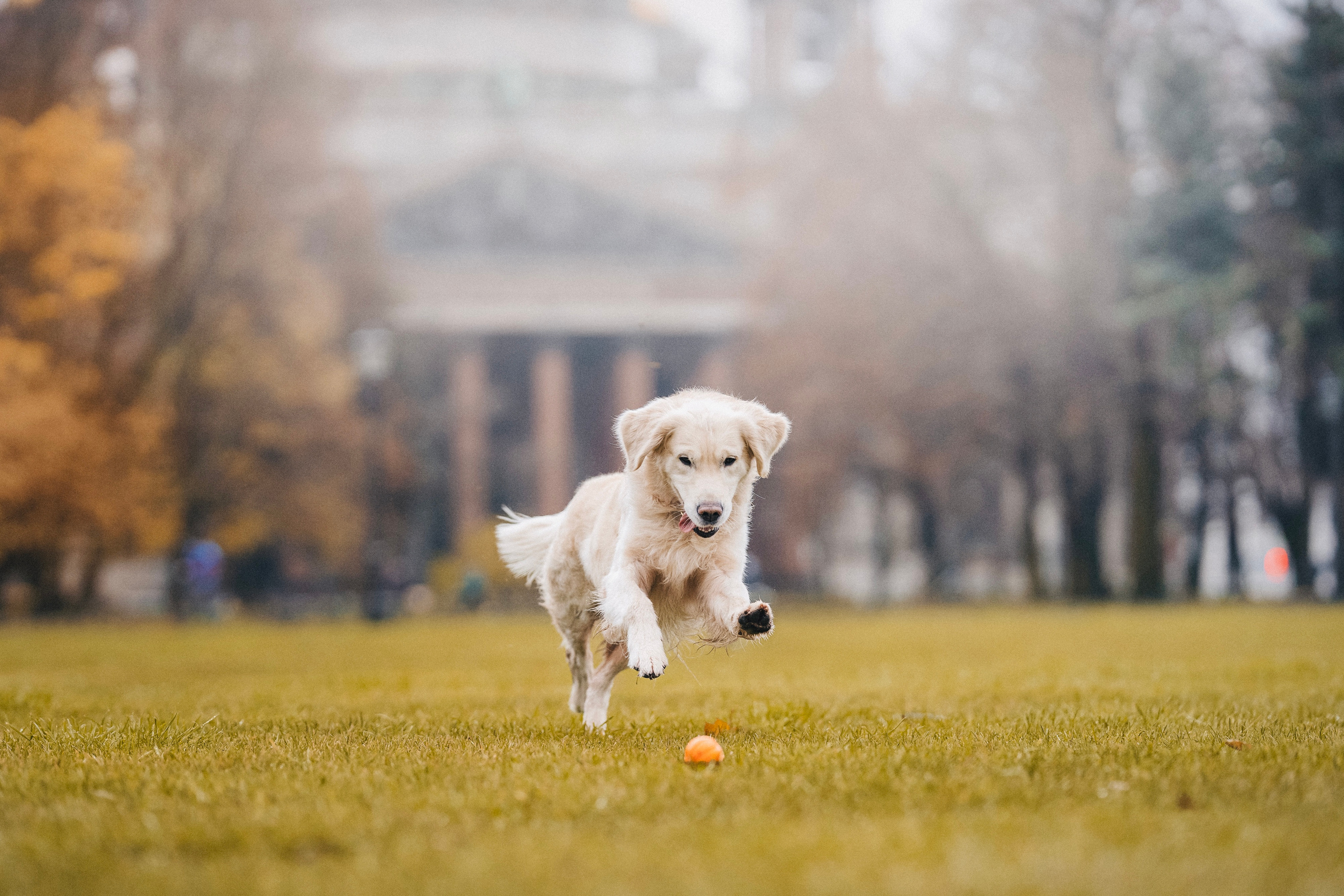 Обо мне. Фотограф — Анималист | Санкт-Петербург