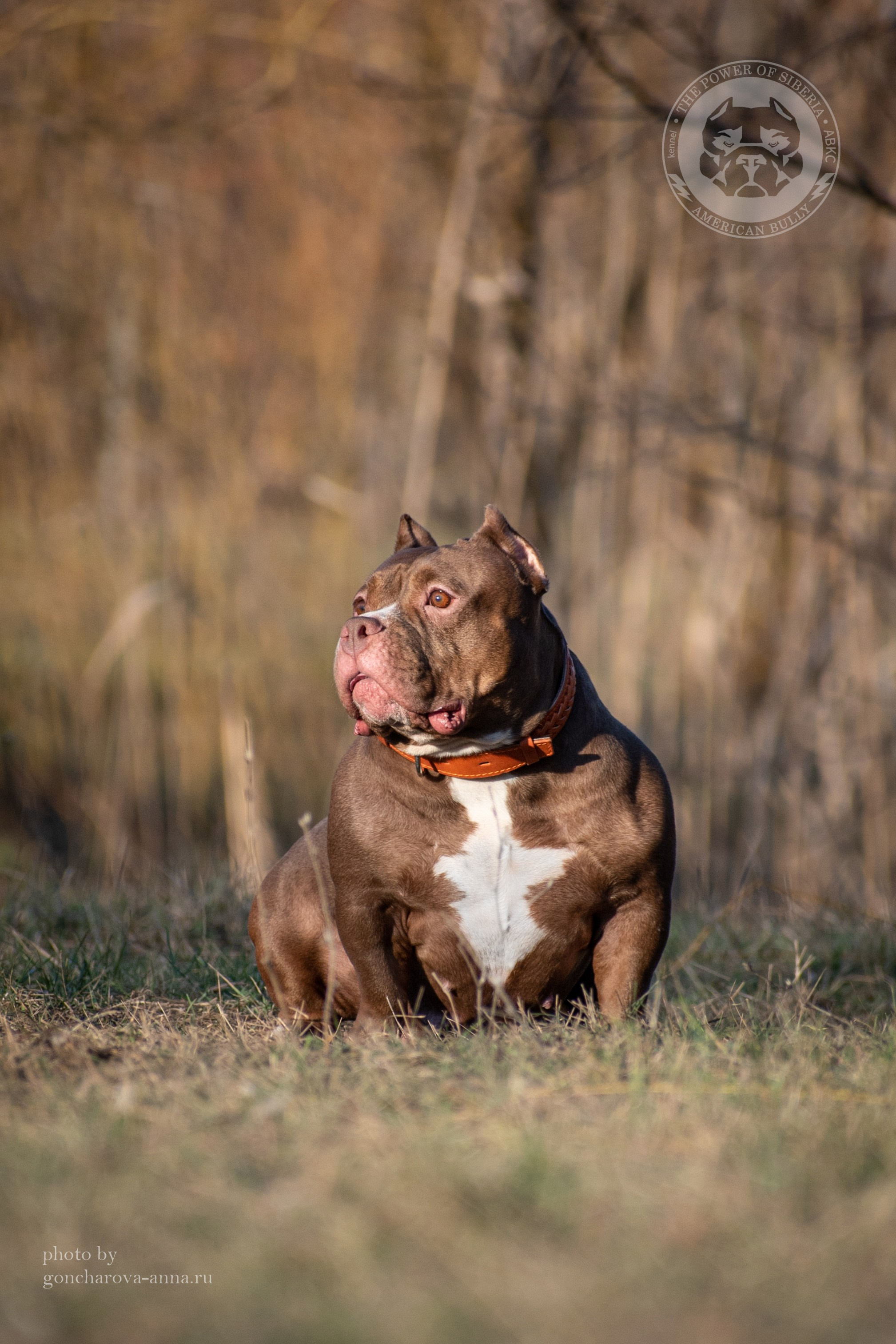собака из питомника Американских Булли THE POWER OF SIBERIA