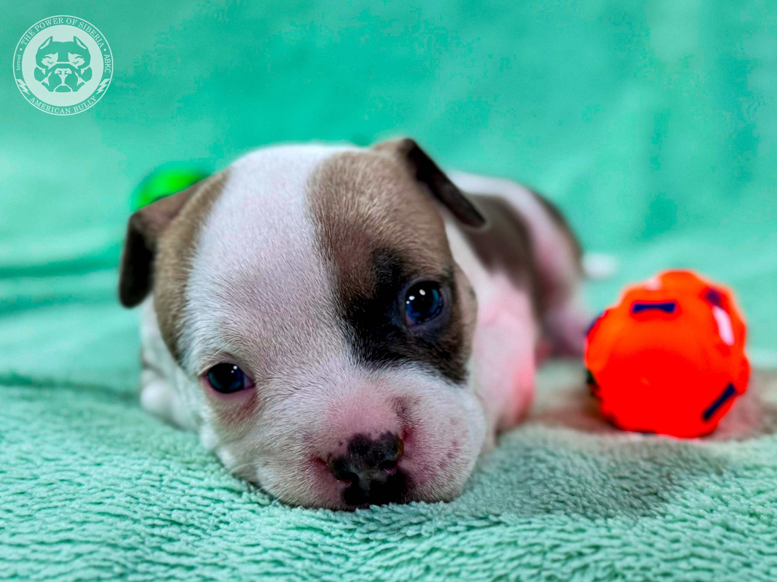 Все свободные щенки. Американский Булли в г. Ростов-на-Дону. Питомник THE POWER OF SIBERIA