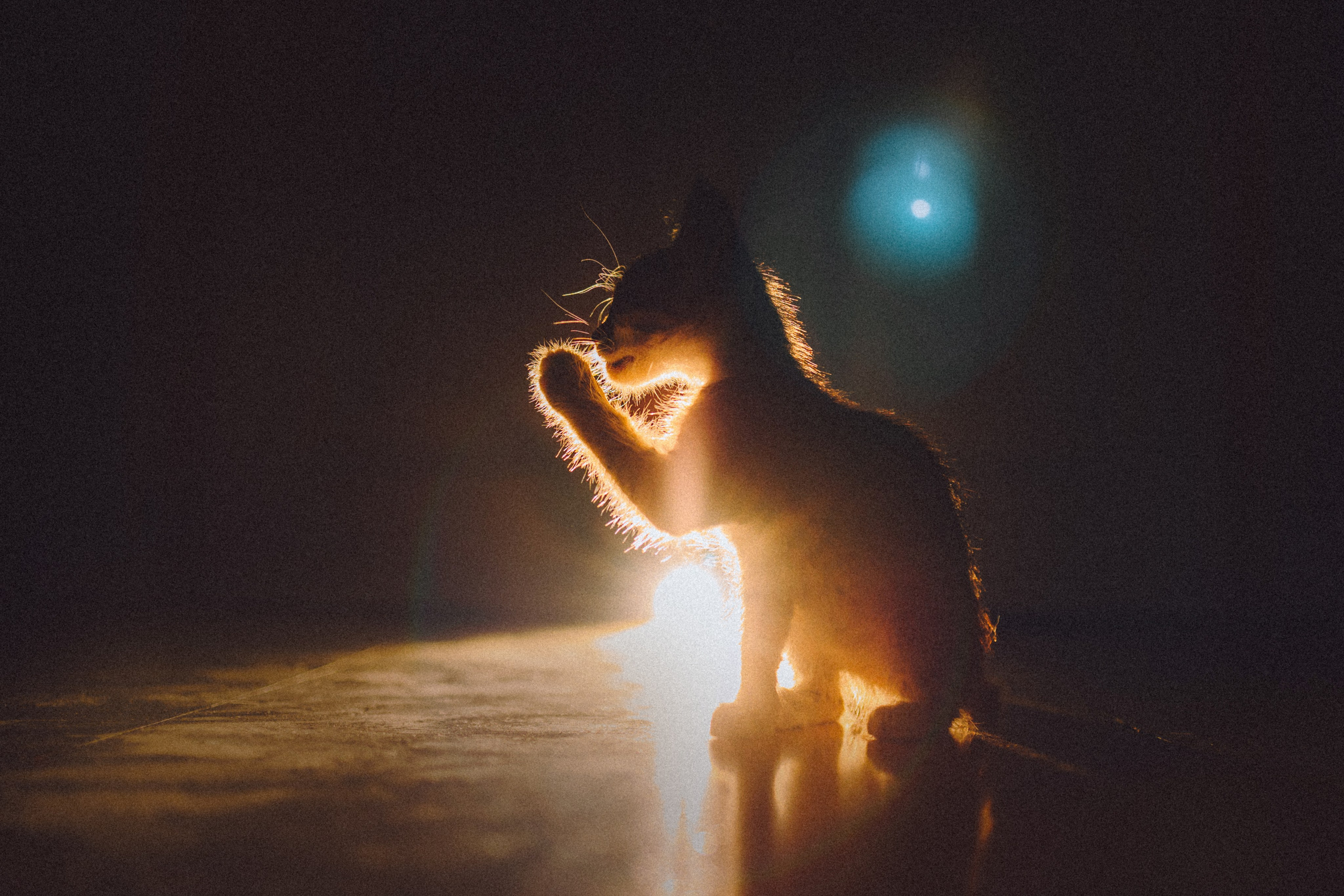 Более 30 идей для фотосессии с котенком