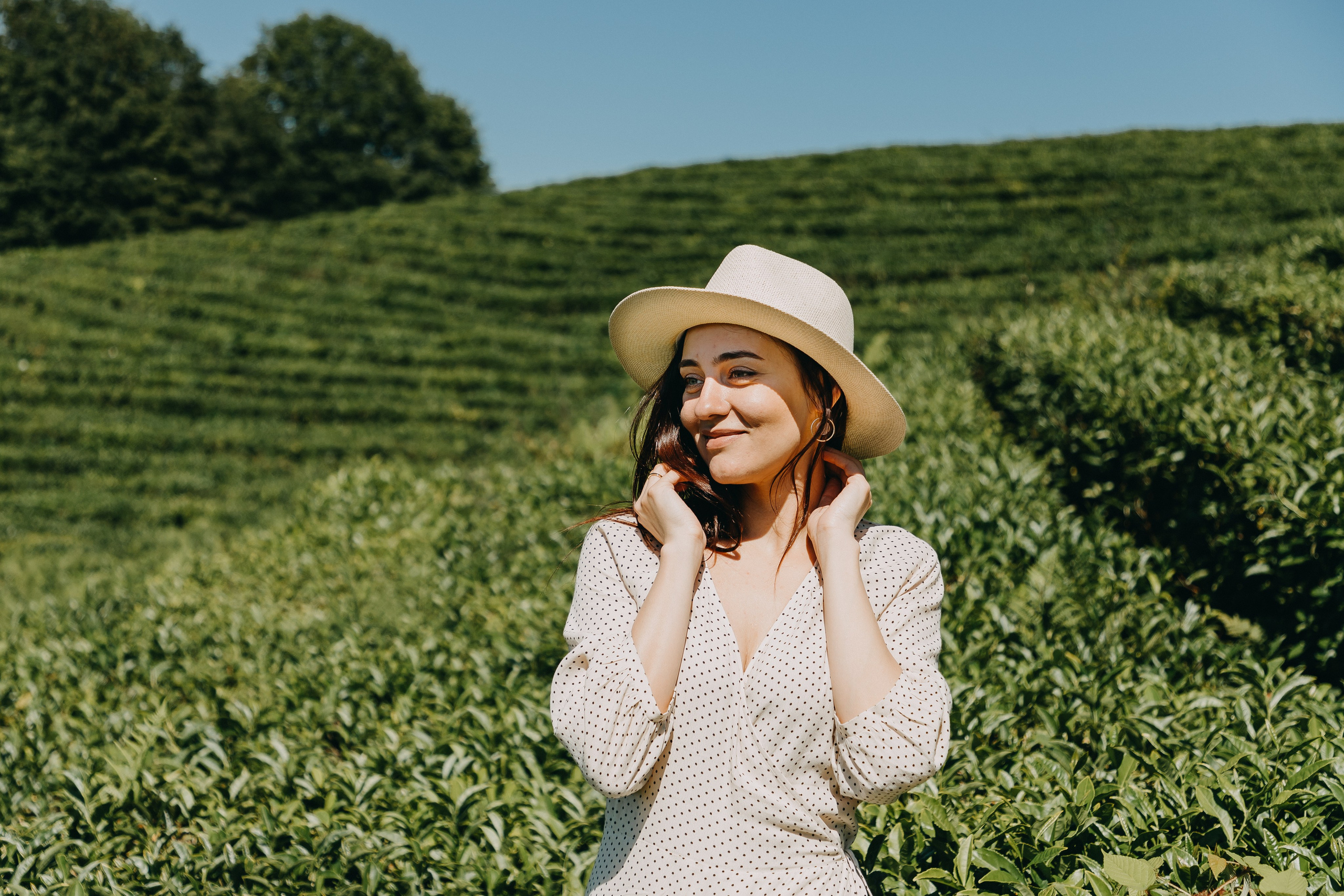 Чайные плантации летом Сочи